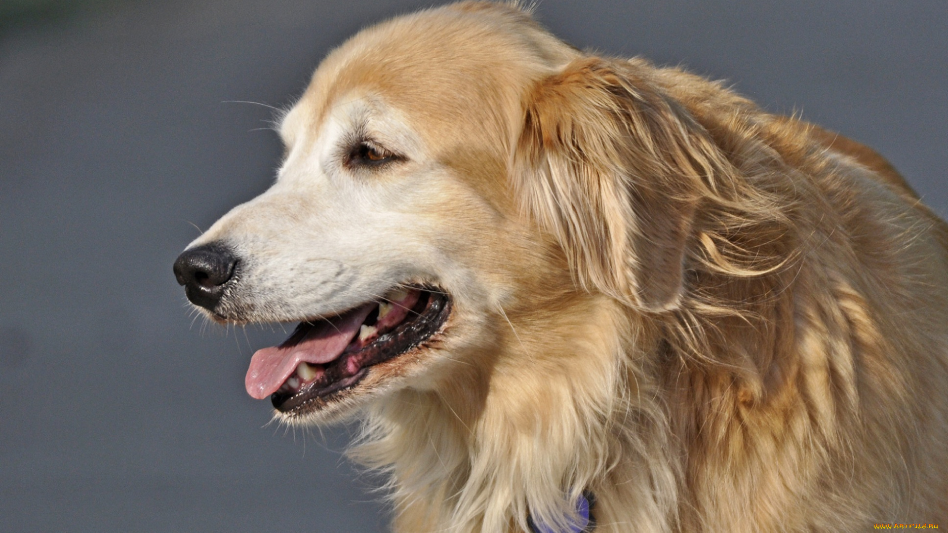 животные, собаки, пёс, пасть, лохматый