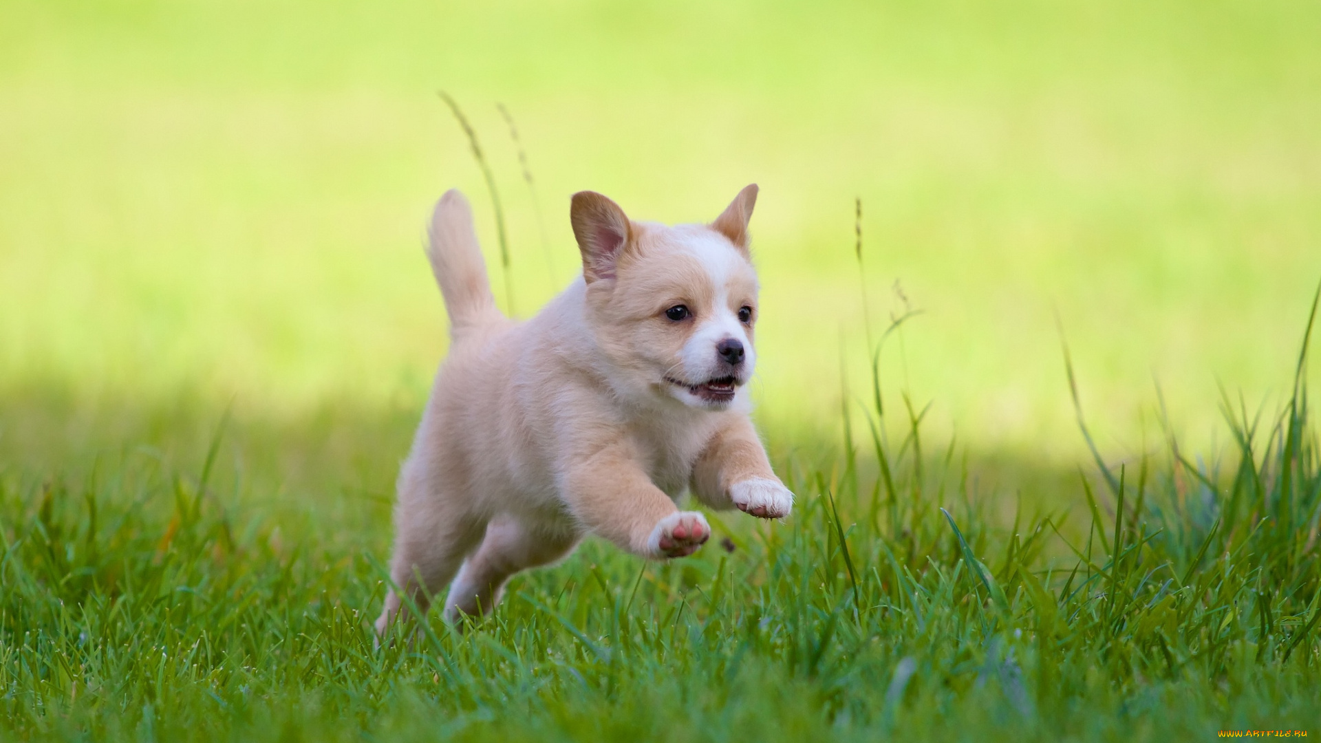 животные, собаки, щенок