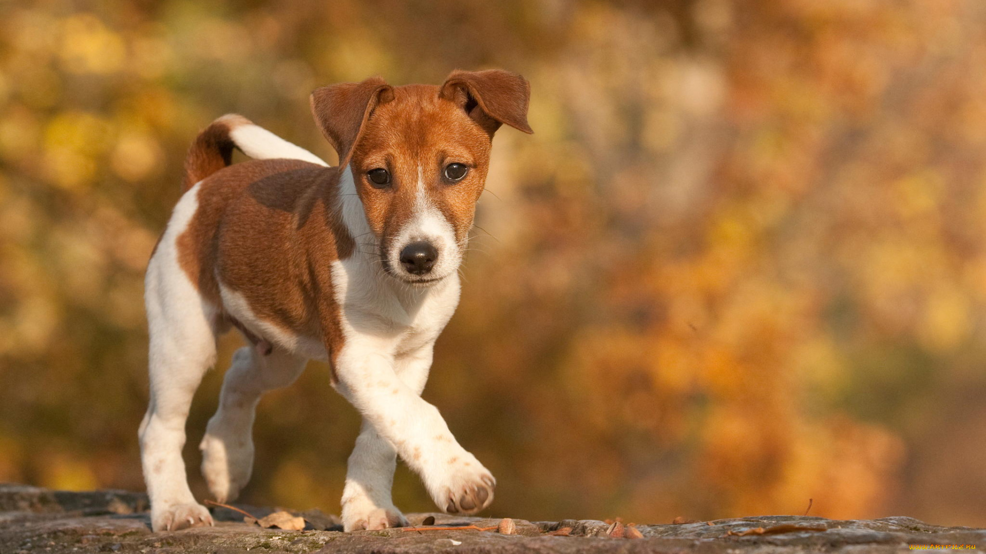 животные, собаки, щенок