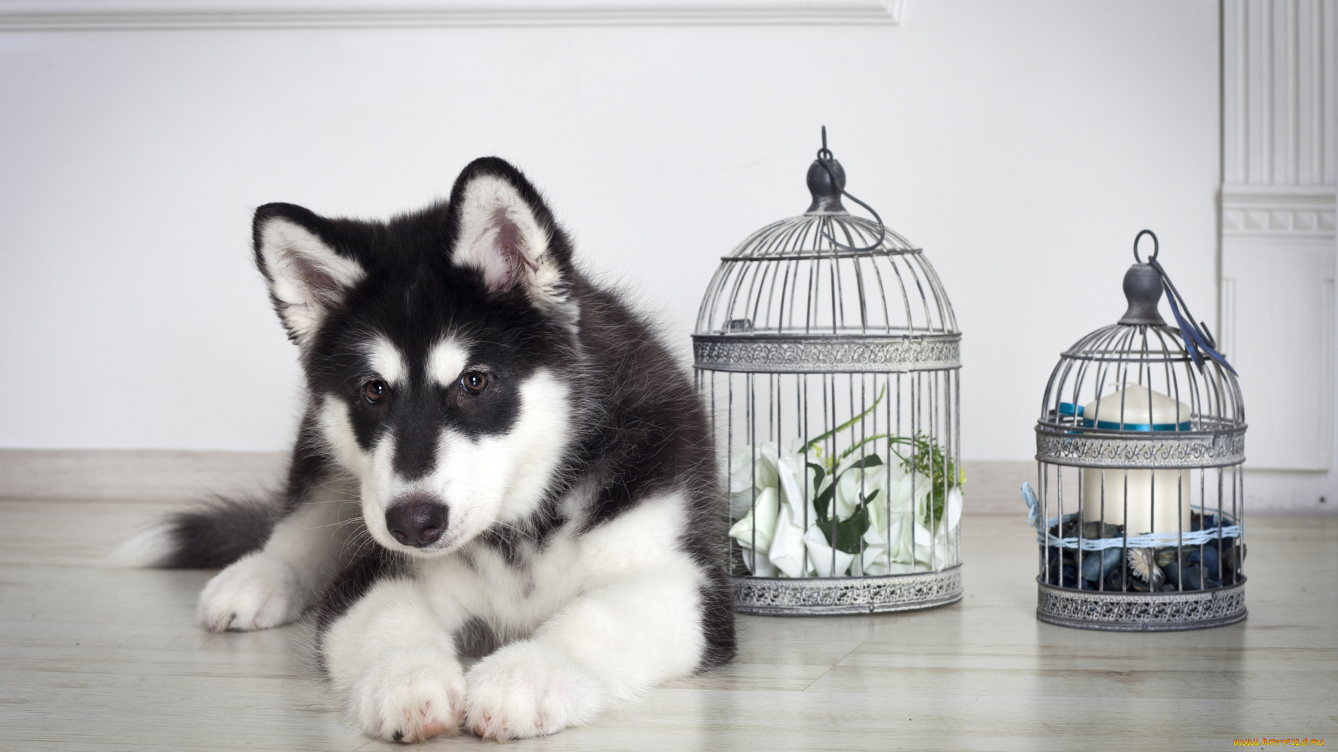 животные, собаки, щенок