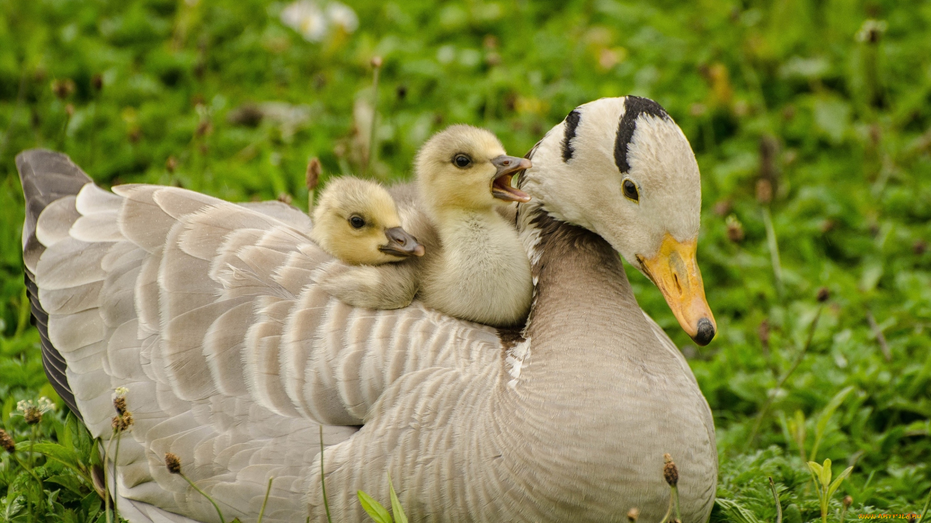 животные, утки, малыши