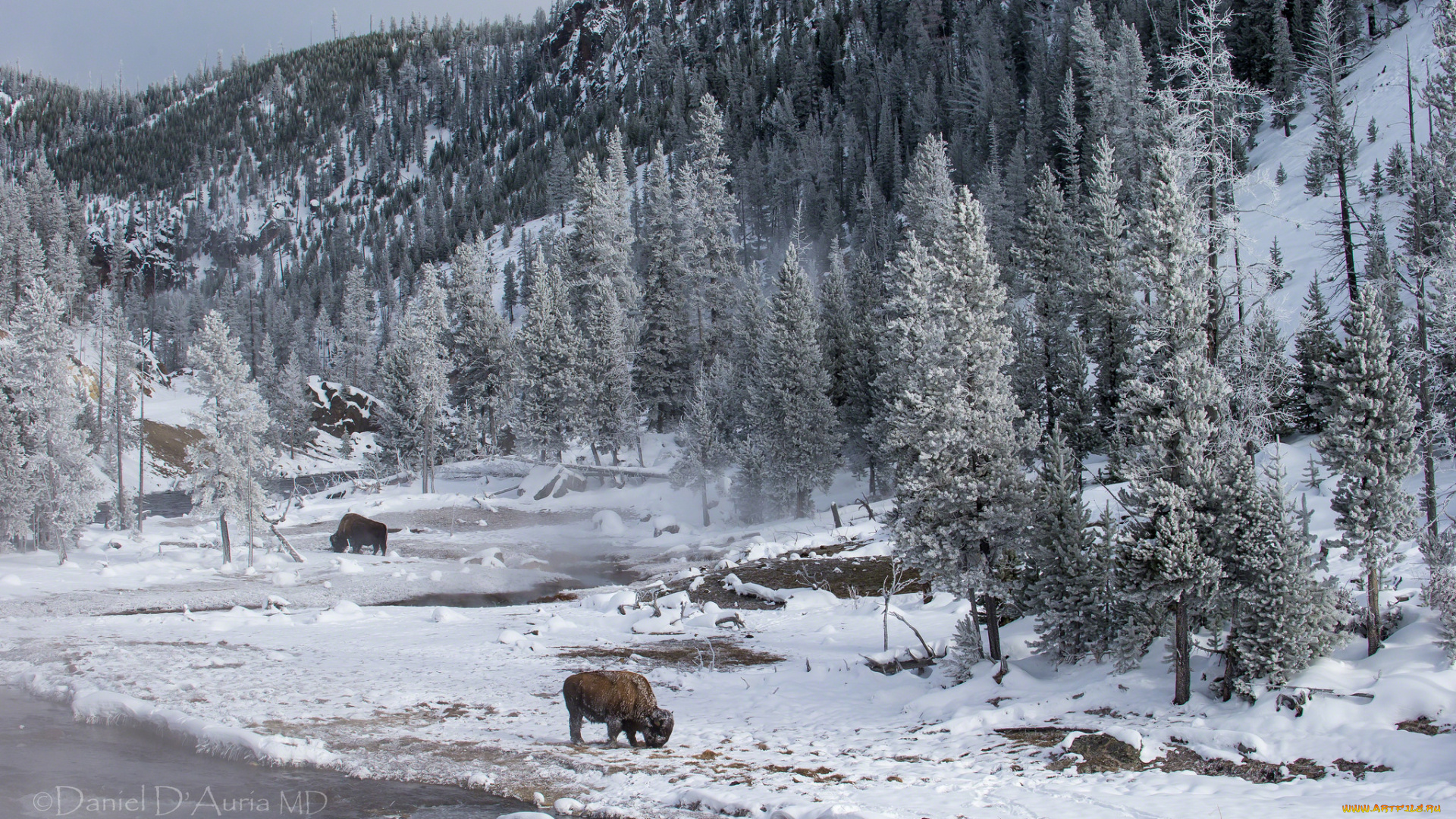 животные, зубры, , бизоны, бизоны, зима, лес