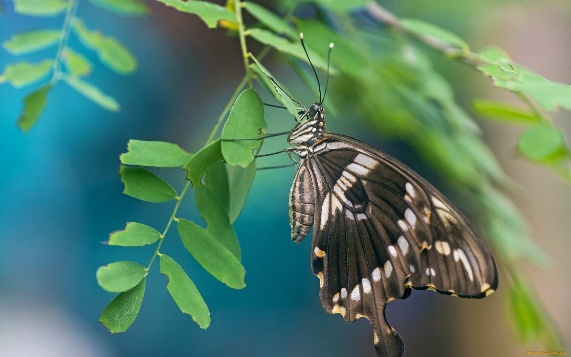 животные, бабочки, листья, макро, бабочка