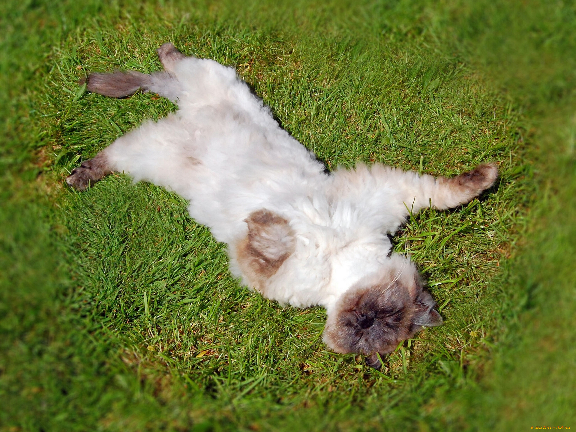 животные, коты, боке, лужайка, трава, расслабон, отдых, кошка, кот