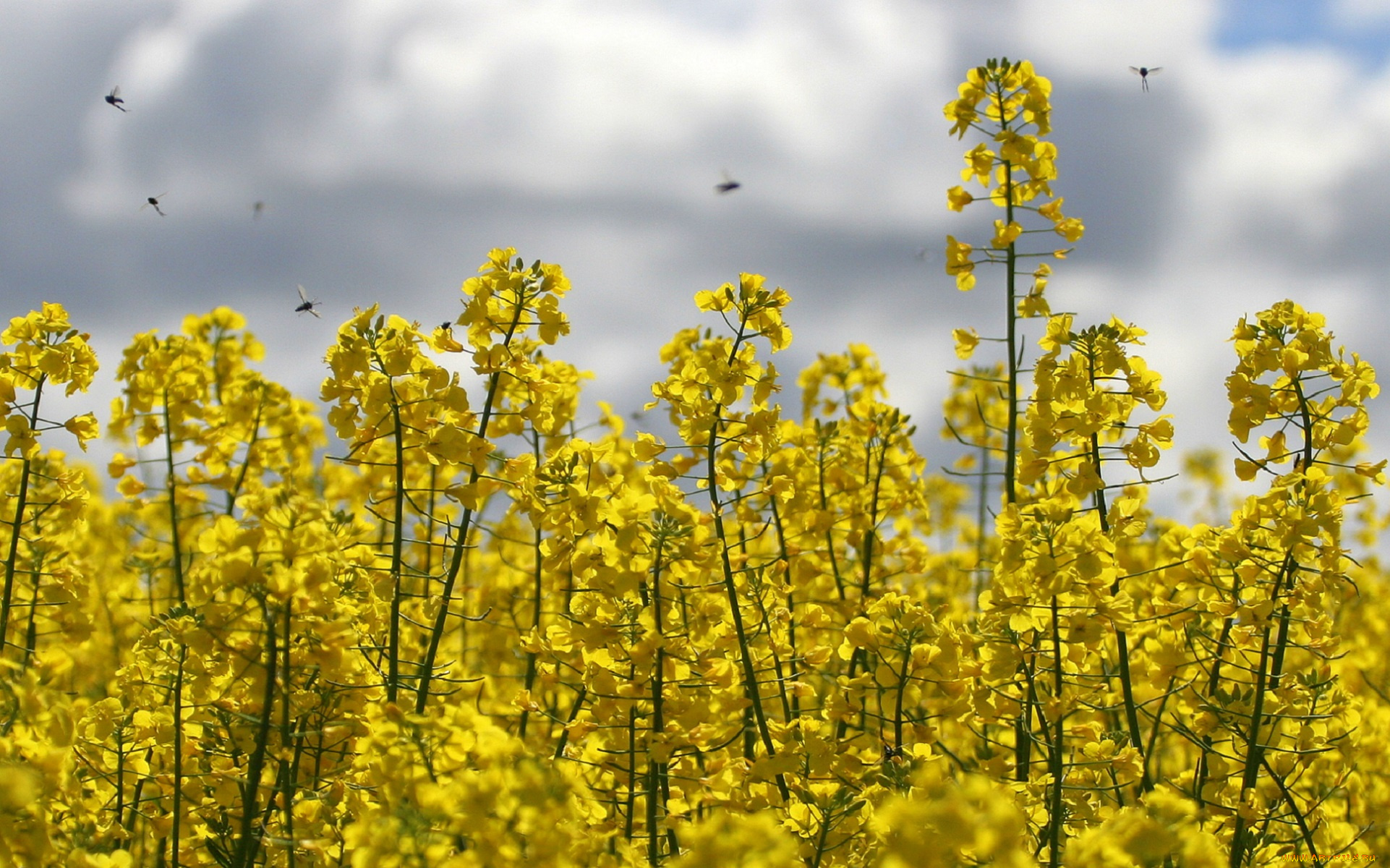 цветы, луговые, , полевые, , цветы, небо, много, жёлтые, мелкие