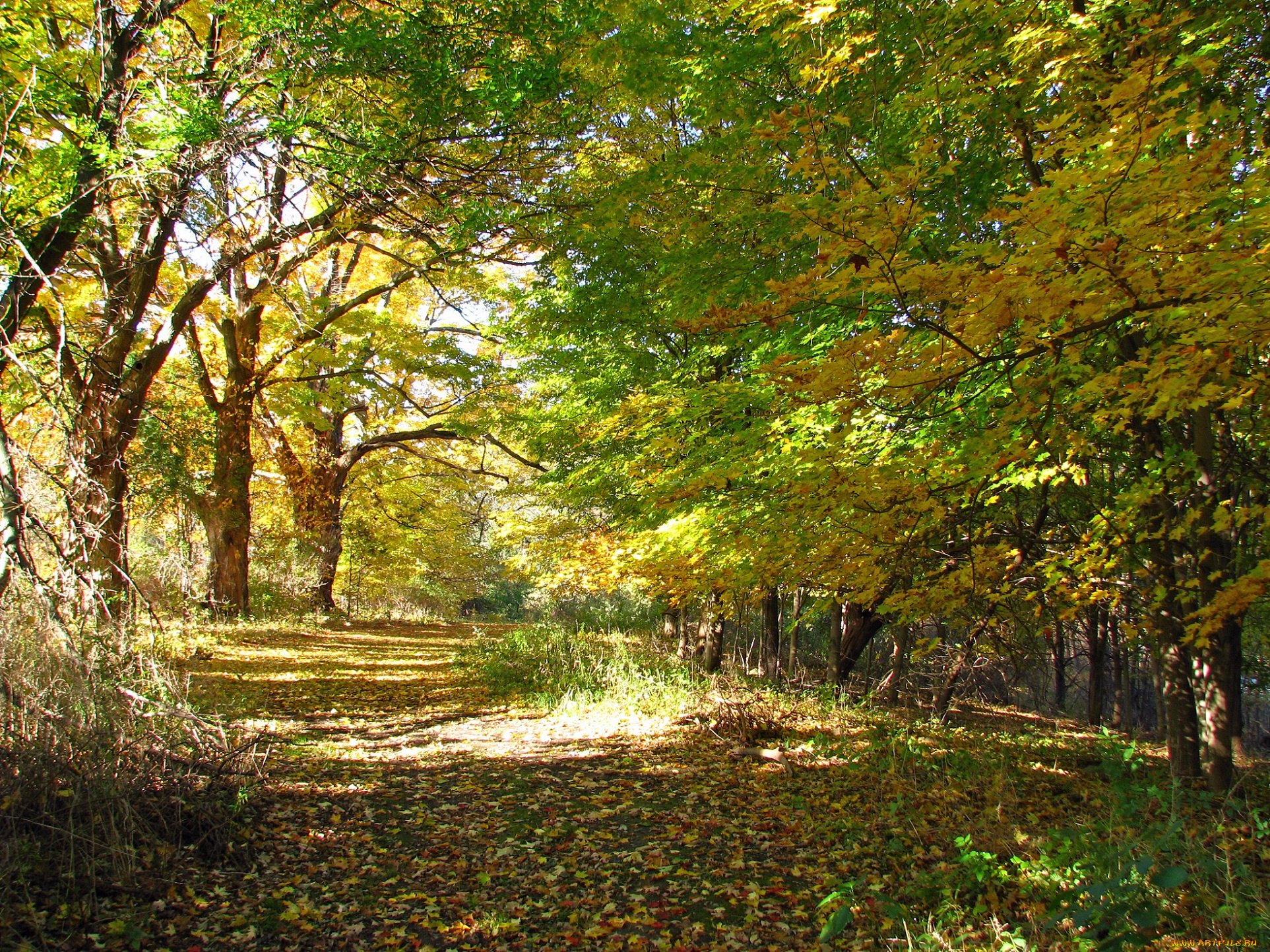 природа, дороги, листья, ветви, деревья, солнечно