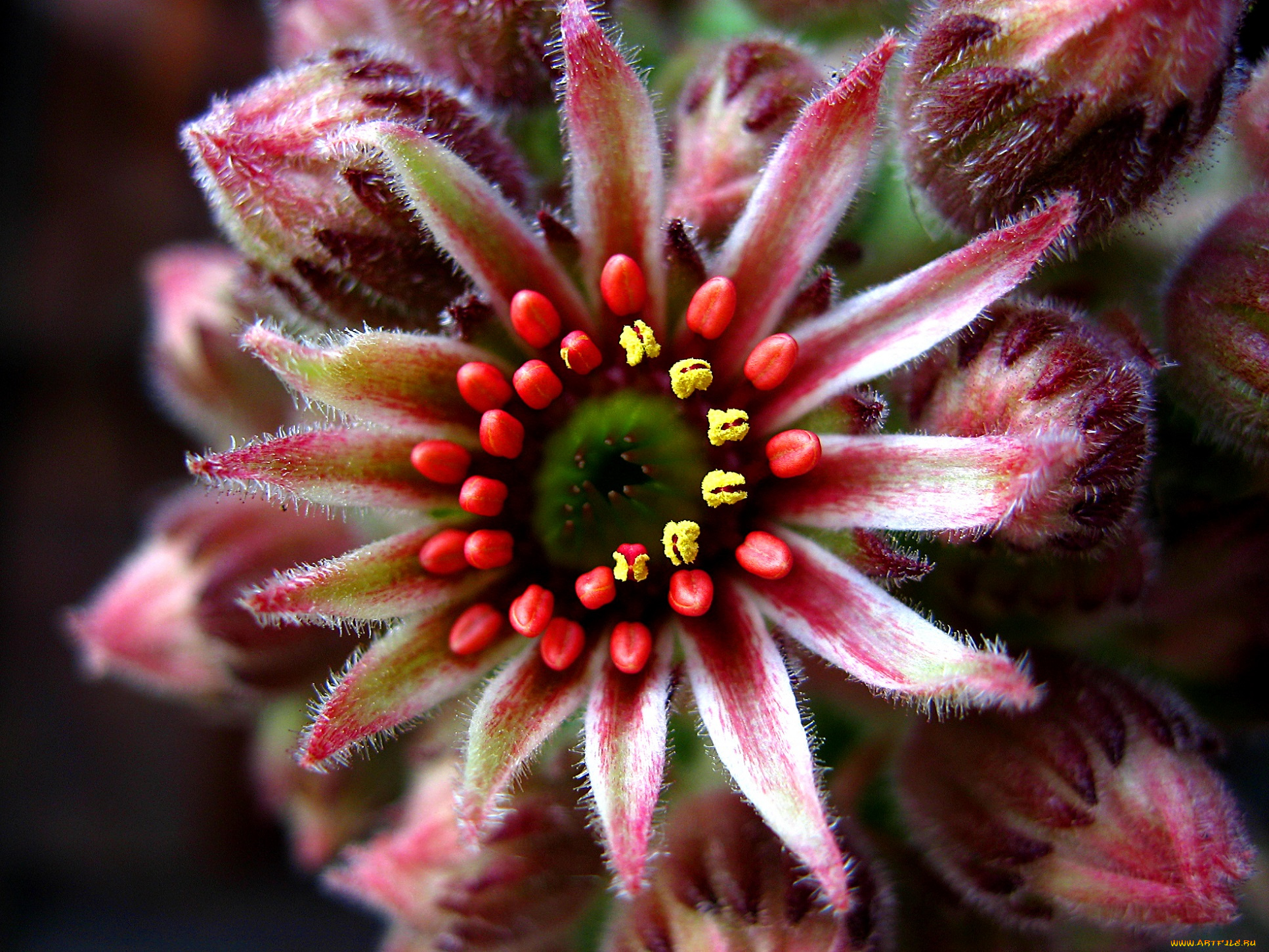 цветы, остроконечный, пестик, тычинки