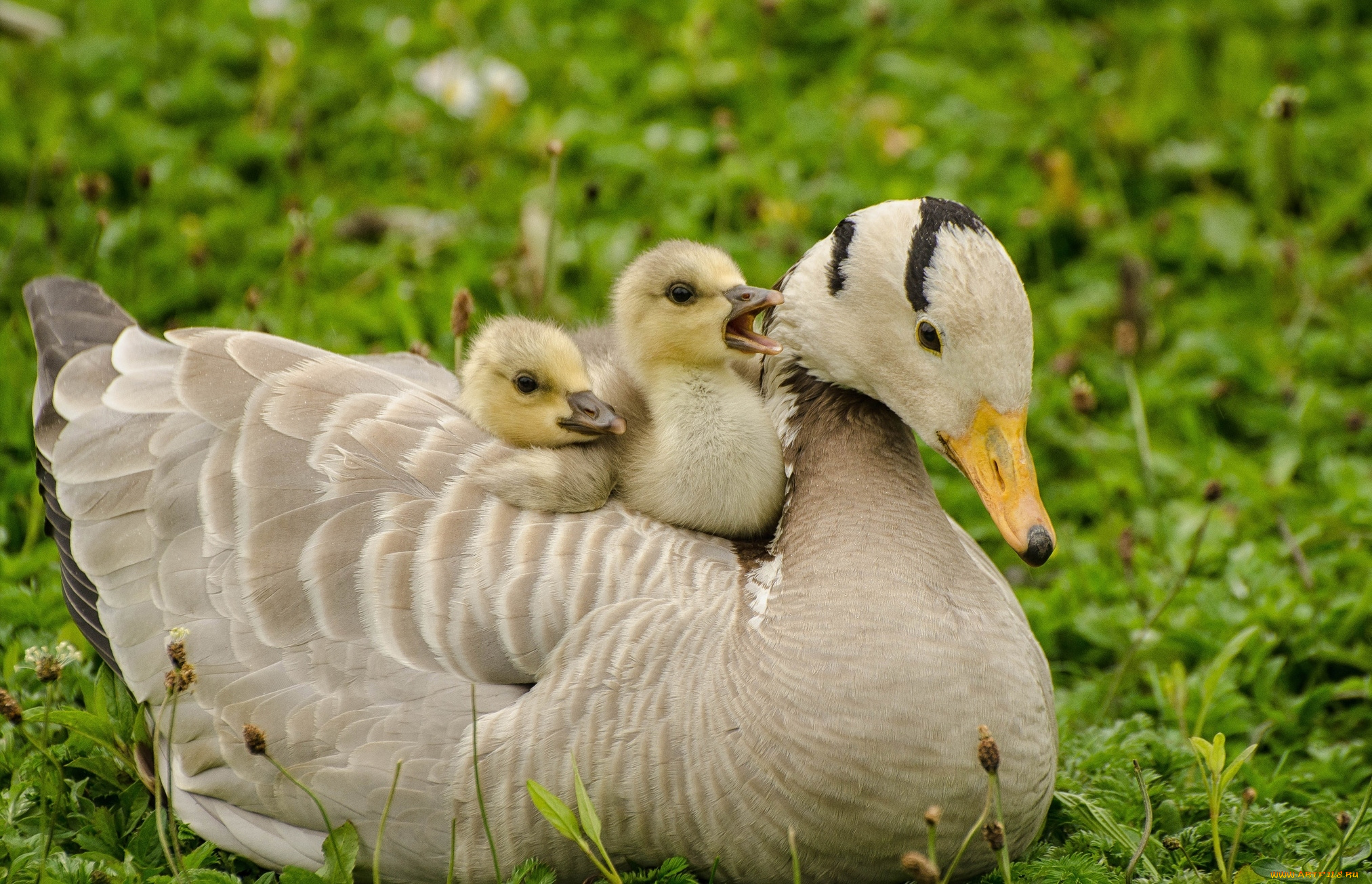 животные, утки, малыши