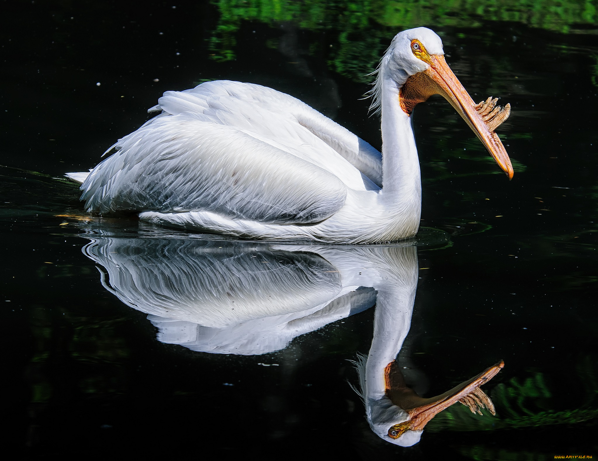 american, white, pelican, животные, пеликаны, водоем, птица, белая, отражение