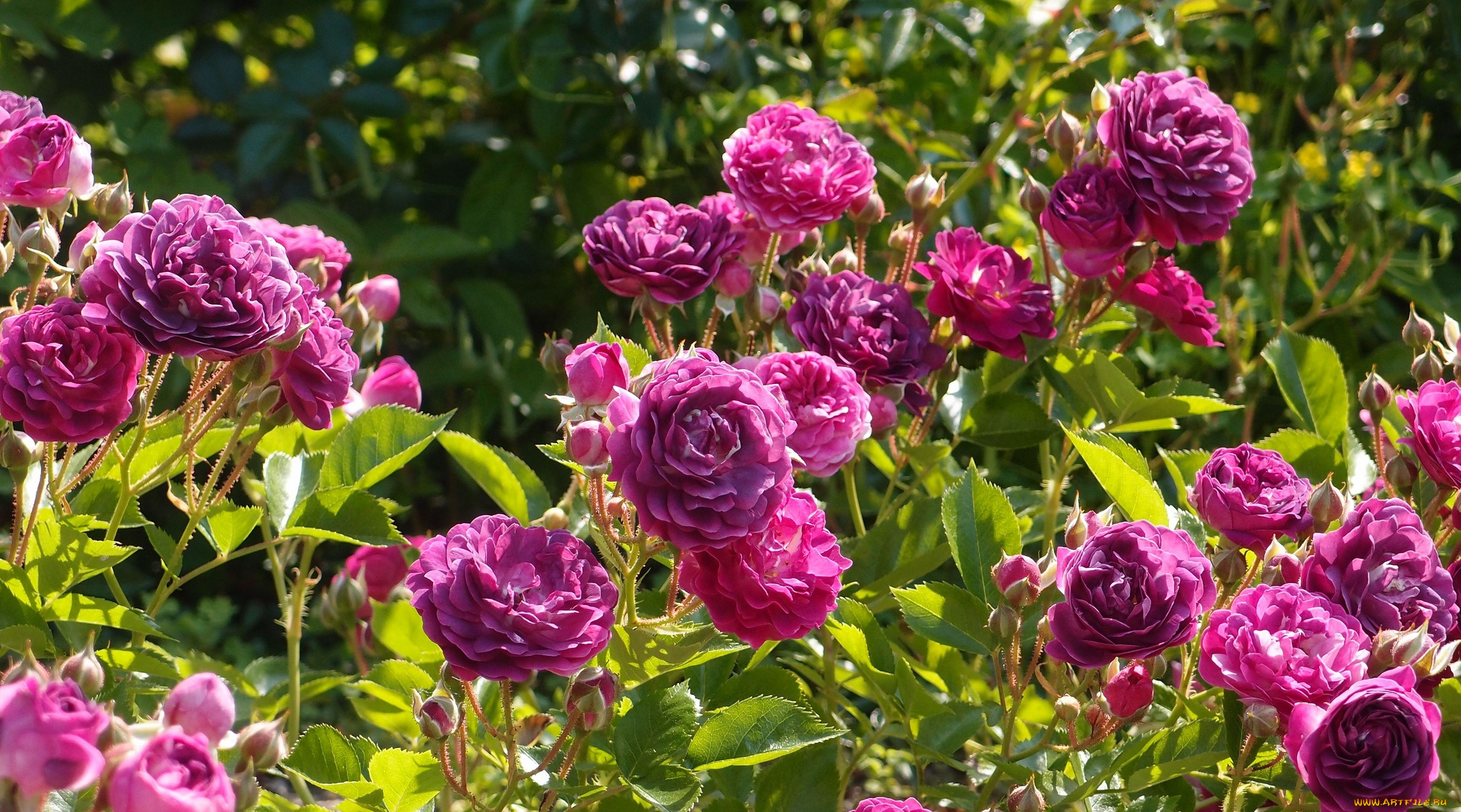 цветы, розы, лиловый