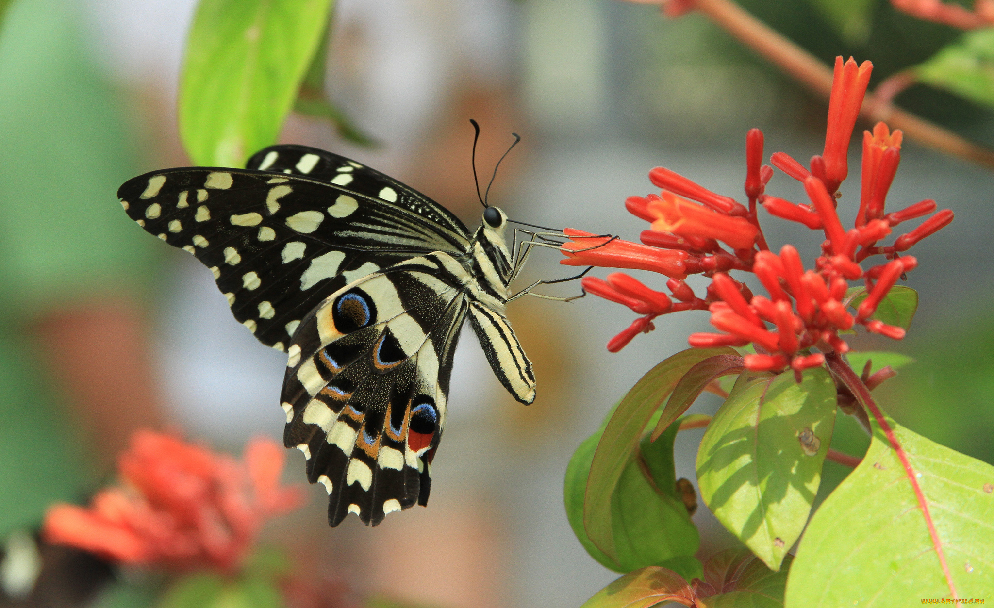 животные, бабочки, цветок, бабочка