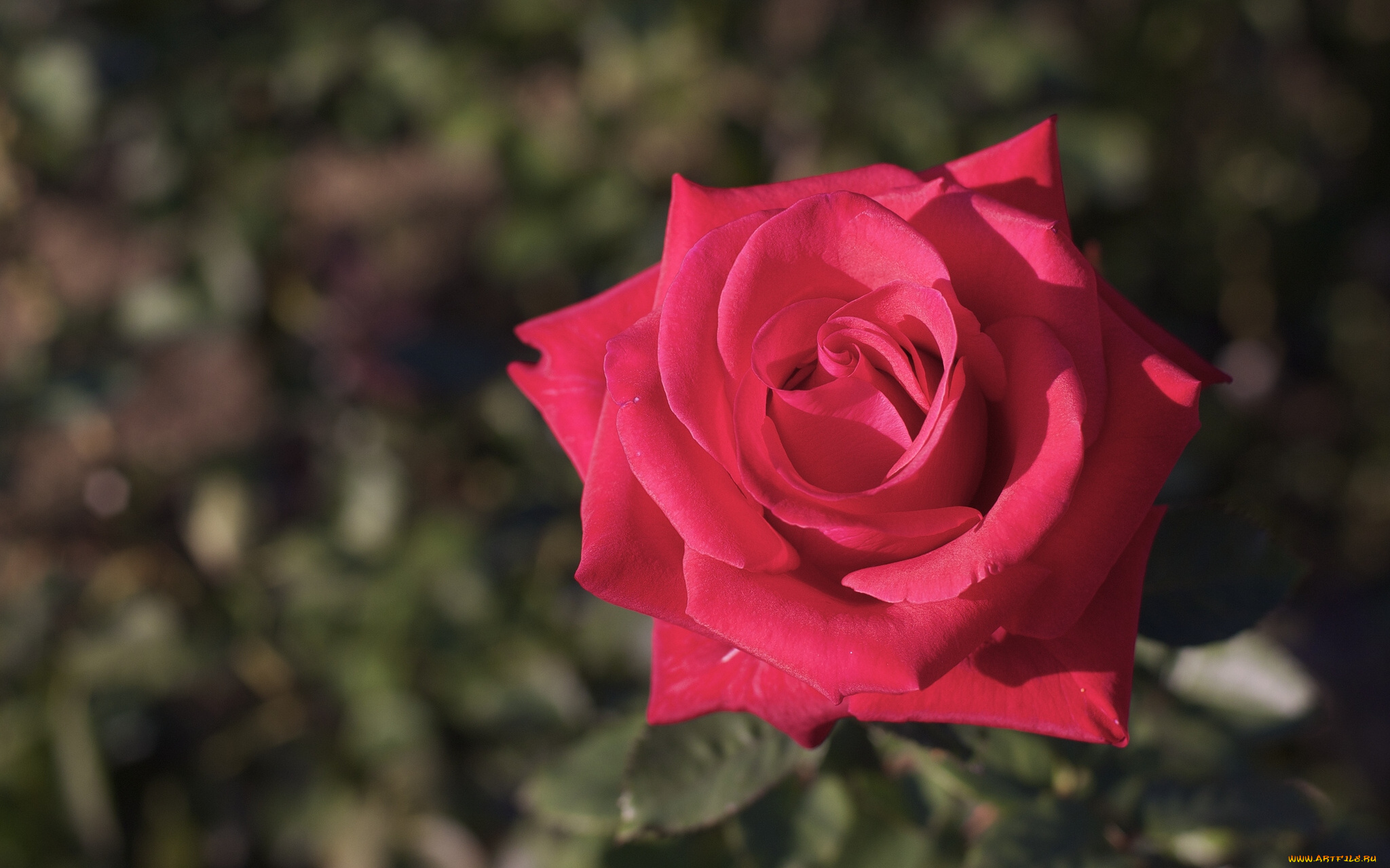 цветы, розы, роза, макро, бутон