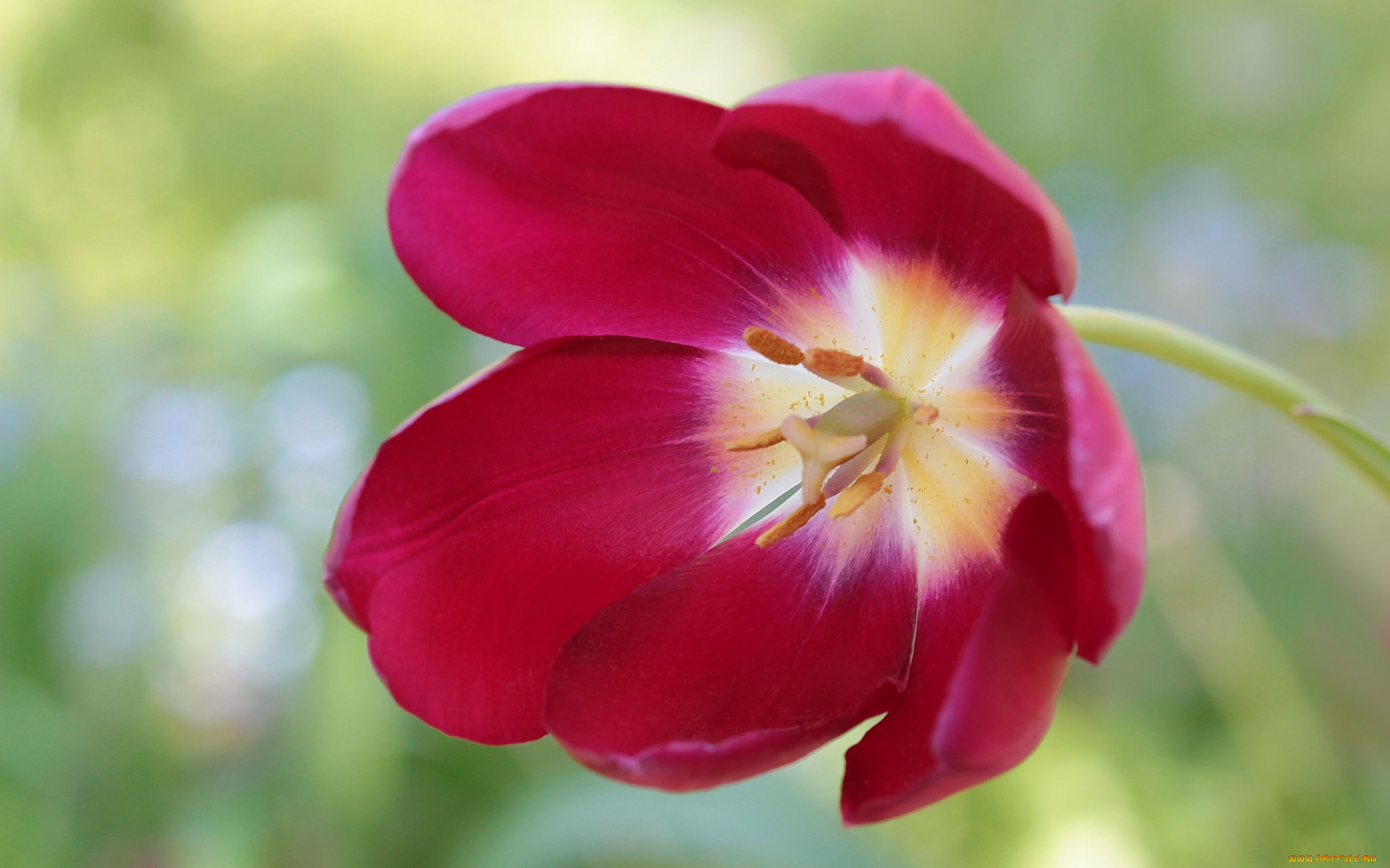 цветы, тюльпаны, макро, лепестки, тюльпан