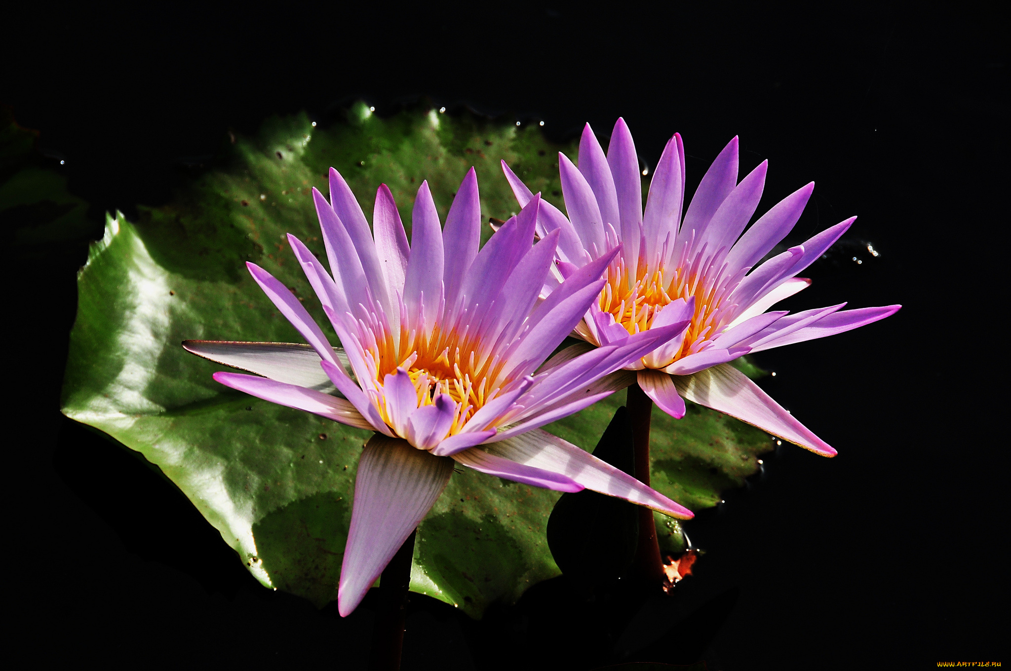 цветы, лилии, водяные, , нимфеи, , кувшинки, лилии, листья, вода