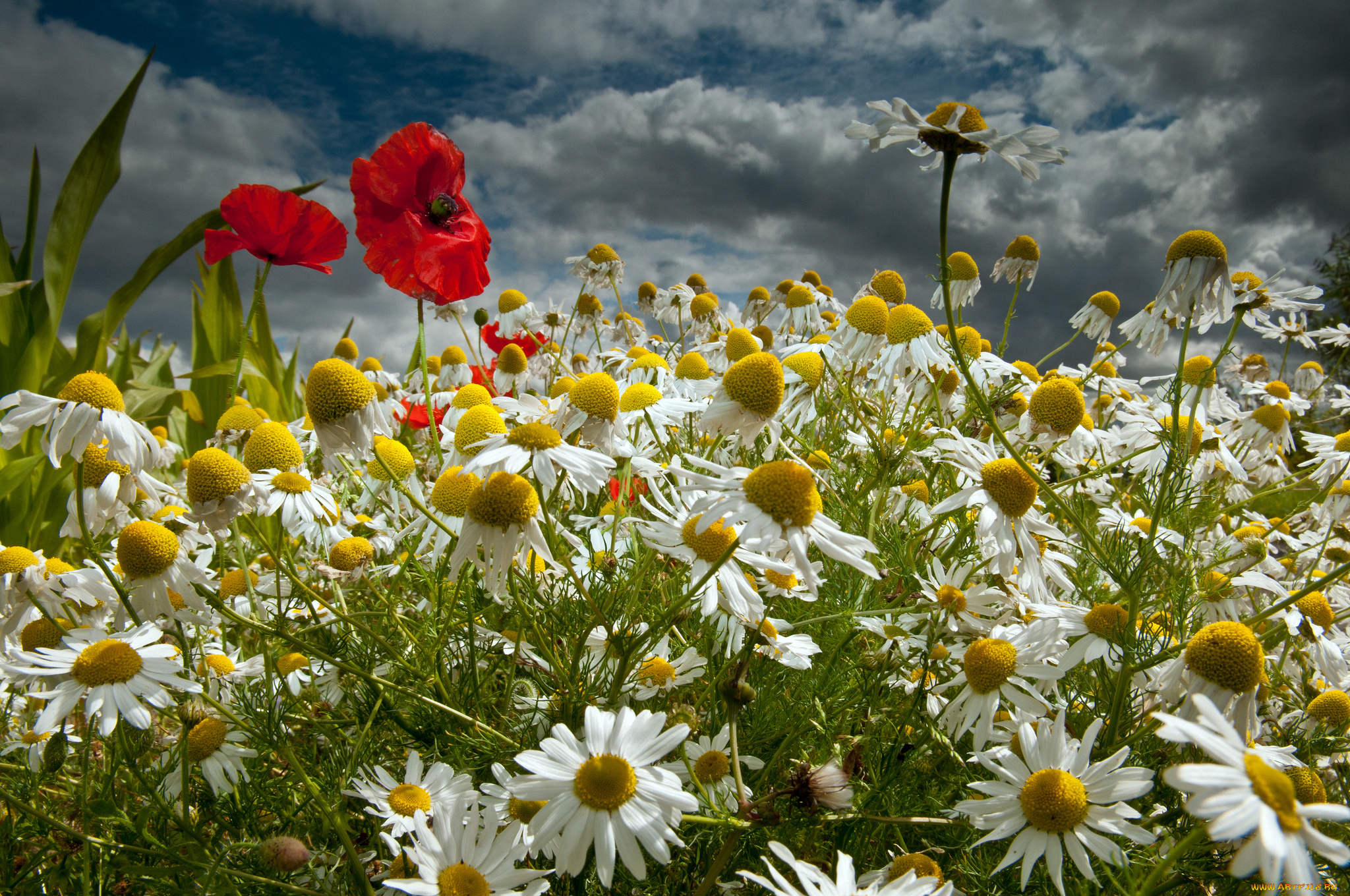 цветы, луговые, , полевые, , цветы, ромашки, маки, луг