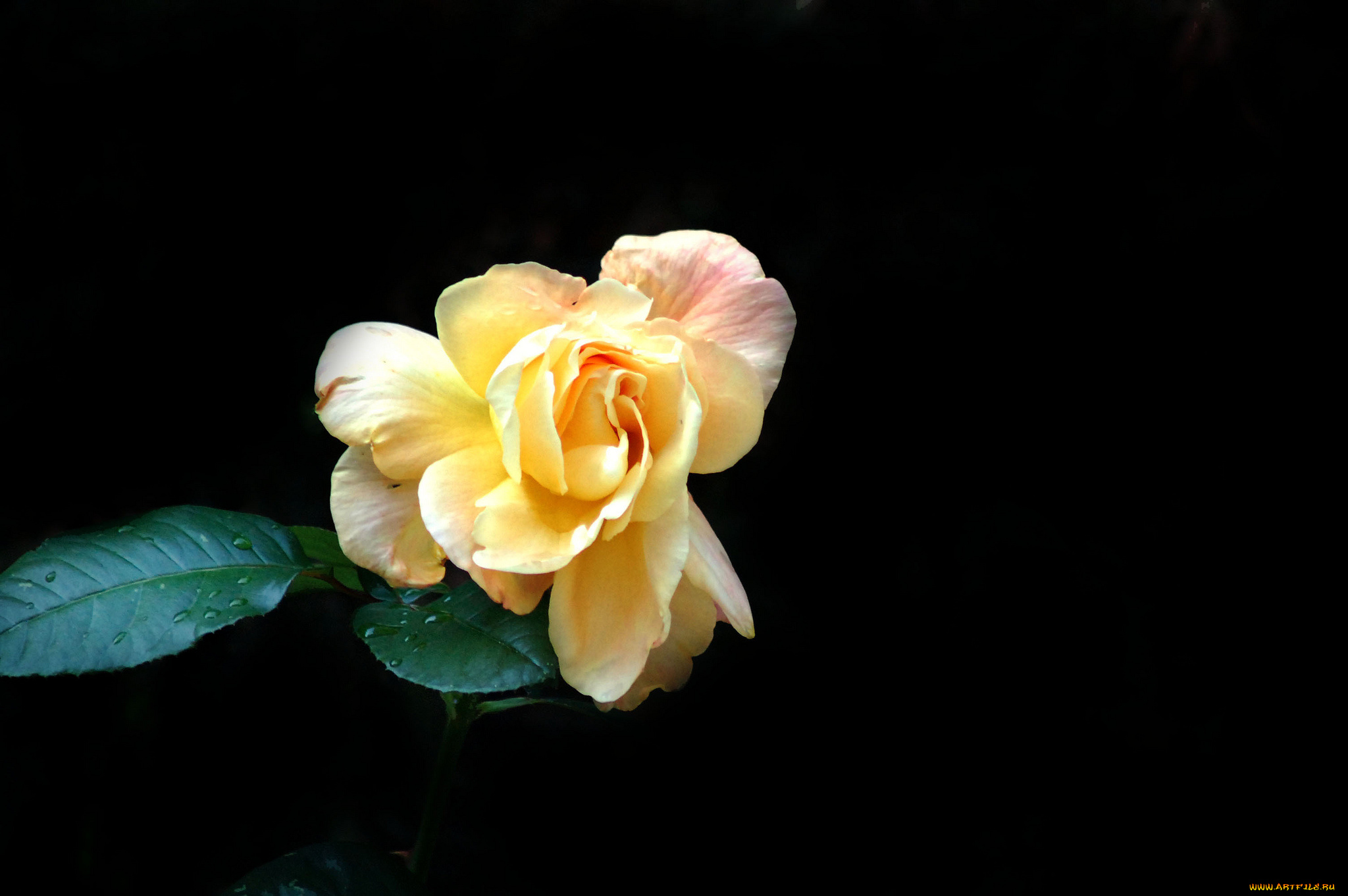 цветы, розы, бутон, лепестки, роза