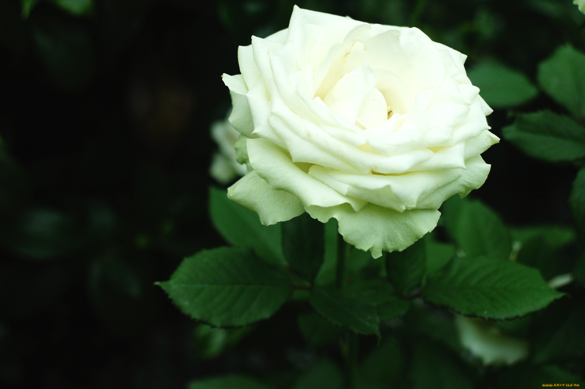 цветы, розы, белый