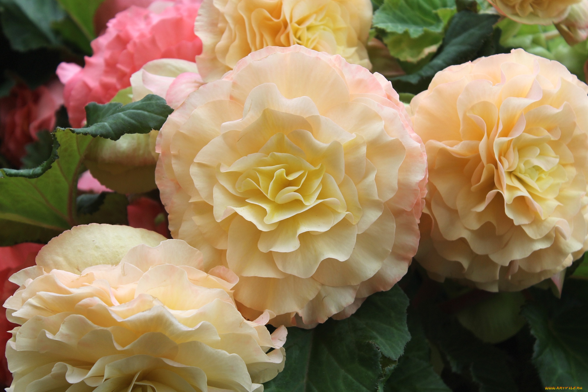 цветы, бегония, пышный