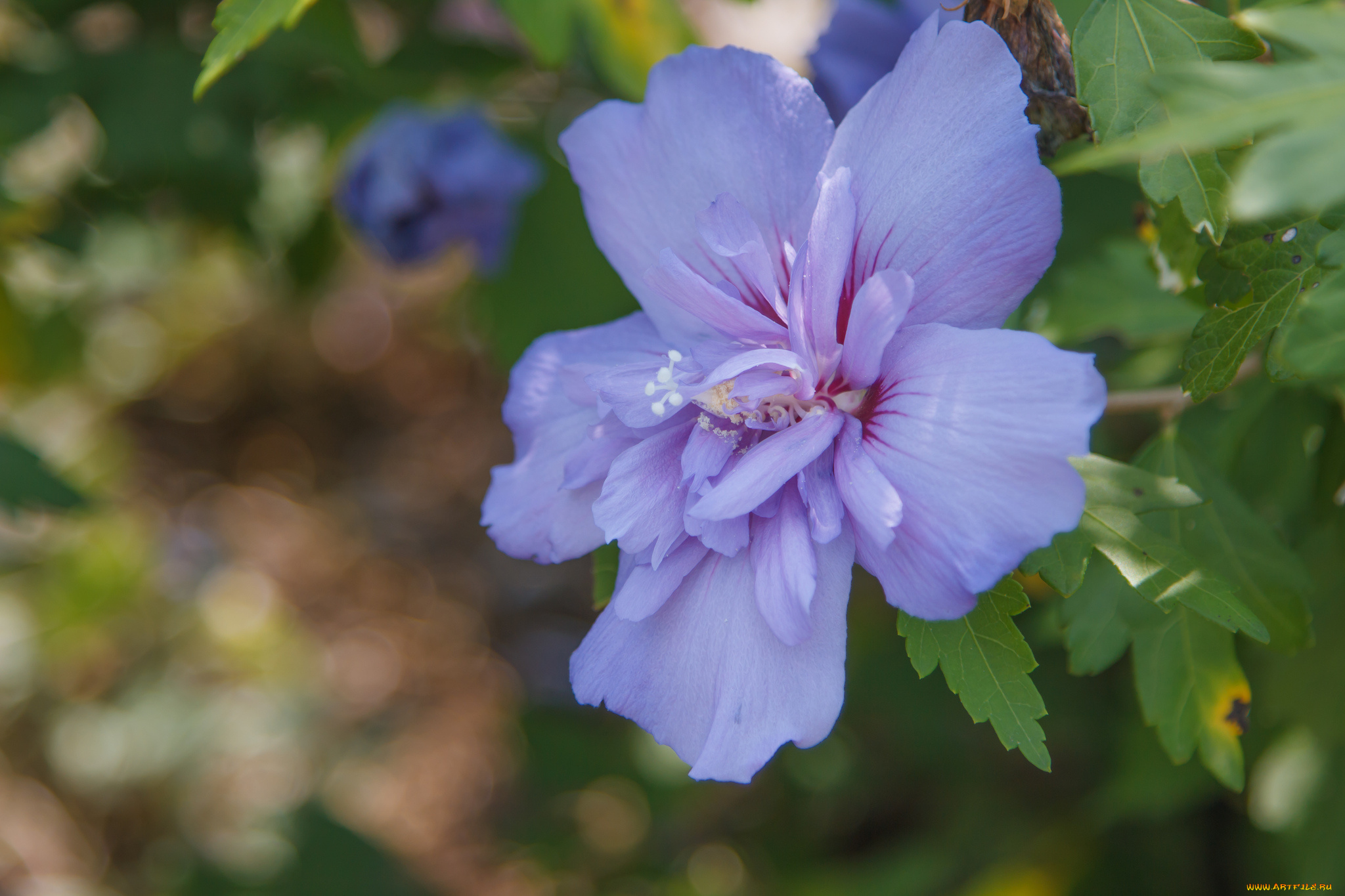цветы, гибискусы, гибискус, сирийский