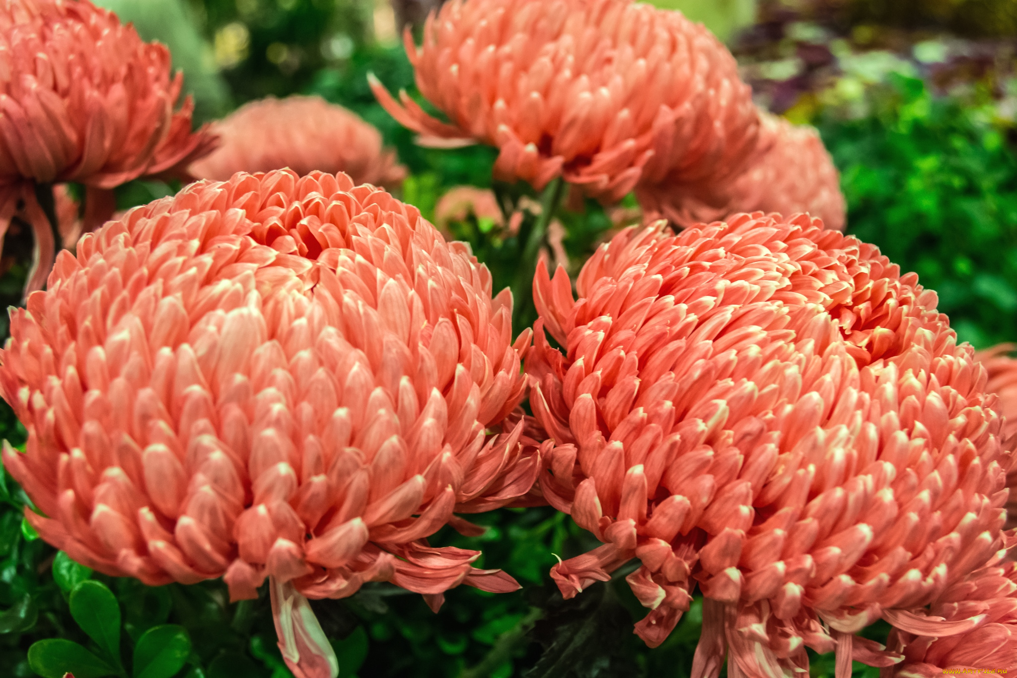 цветы, хризантемы, пышный