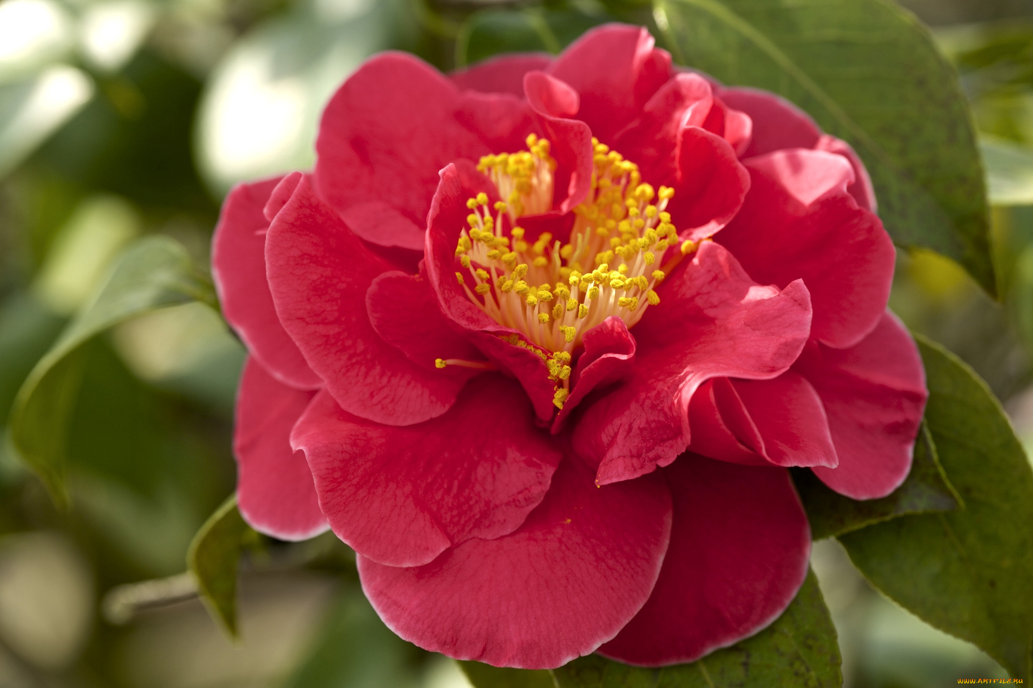 цветы, камелии, красный