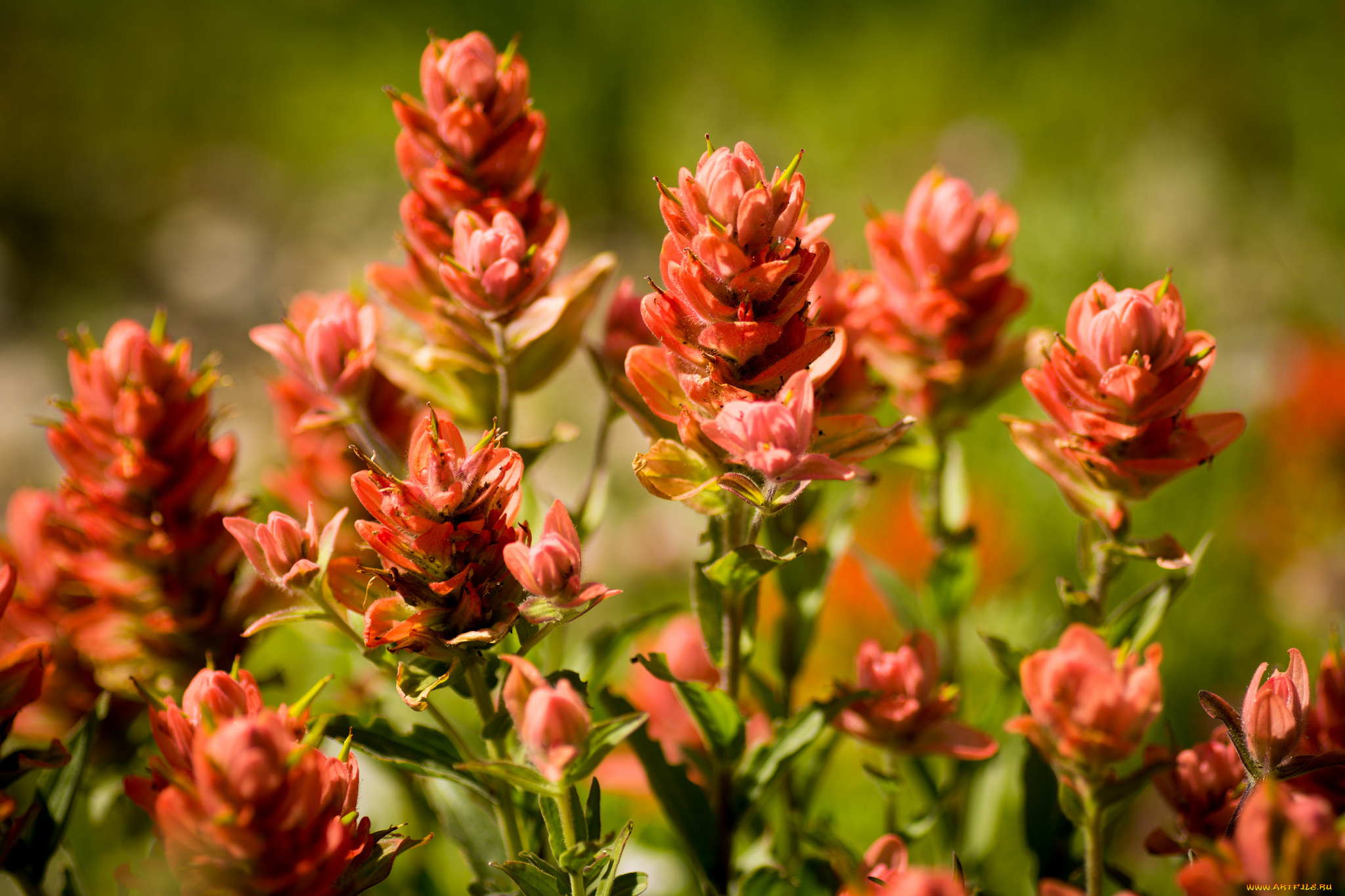 цветы, кастиллея