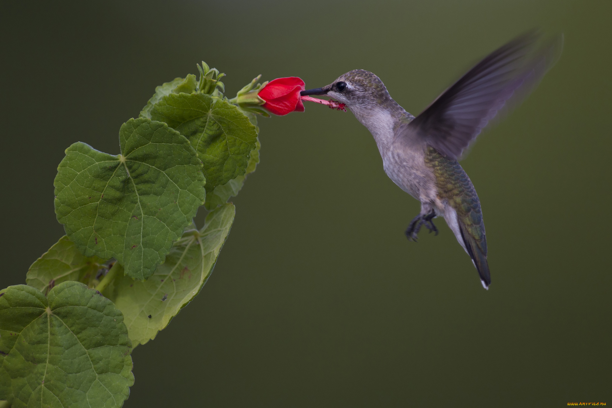 животные, колибри, ветка, листья, цветок, птичка