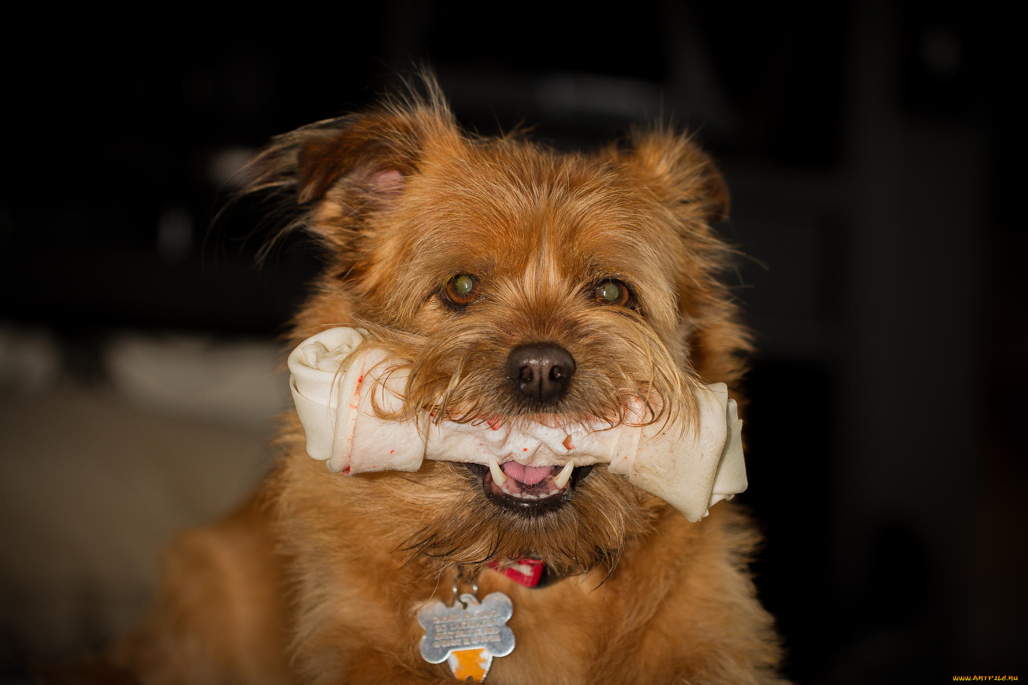 животные, собаки, морда