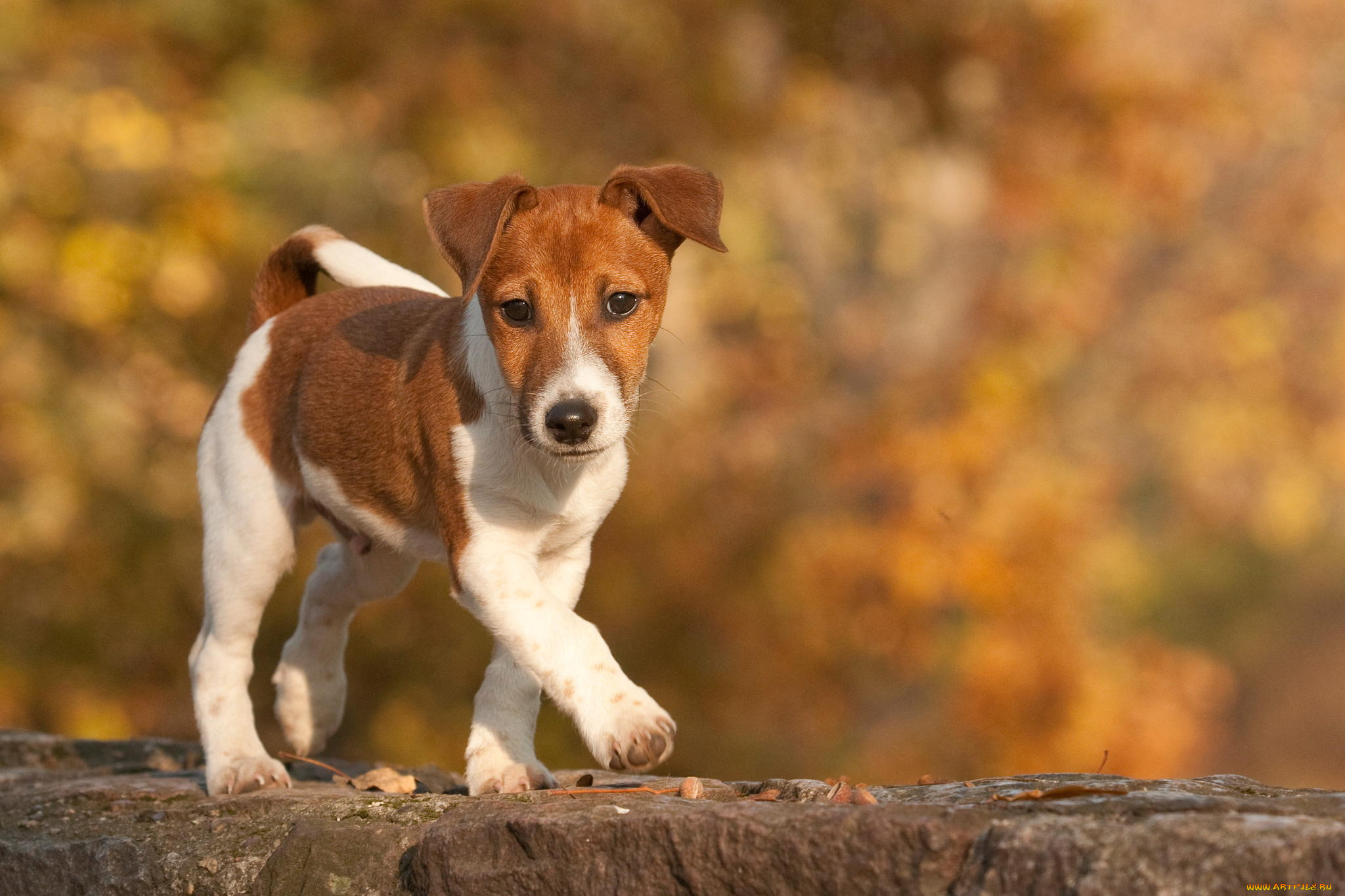 животные, собаки, щенок