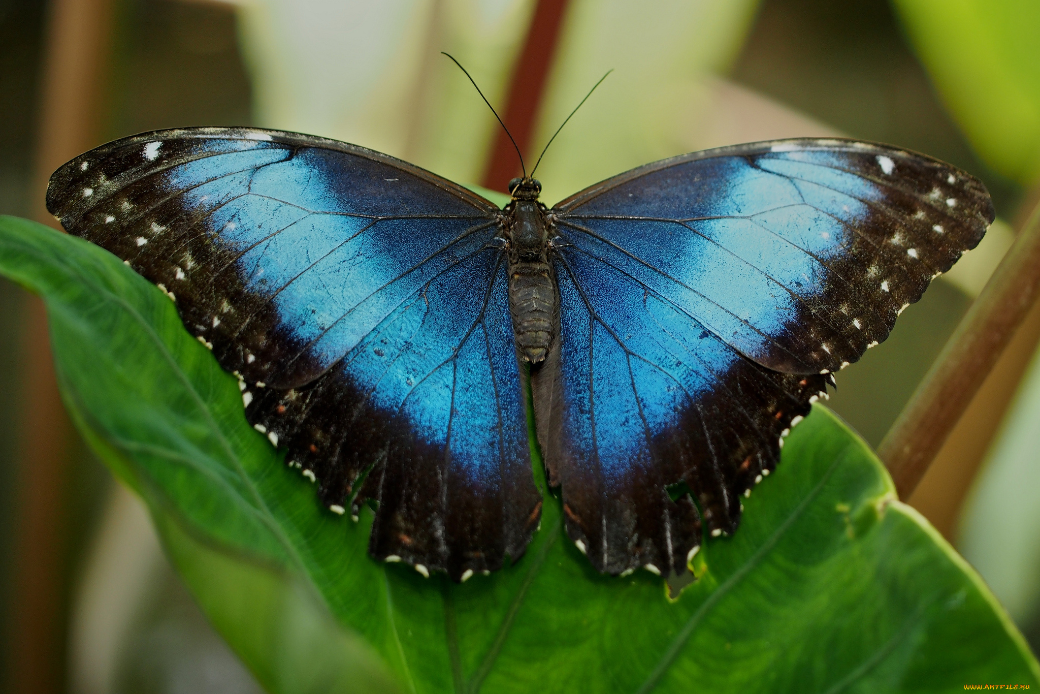 животные, бабочки, крылья, бабочка