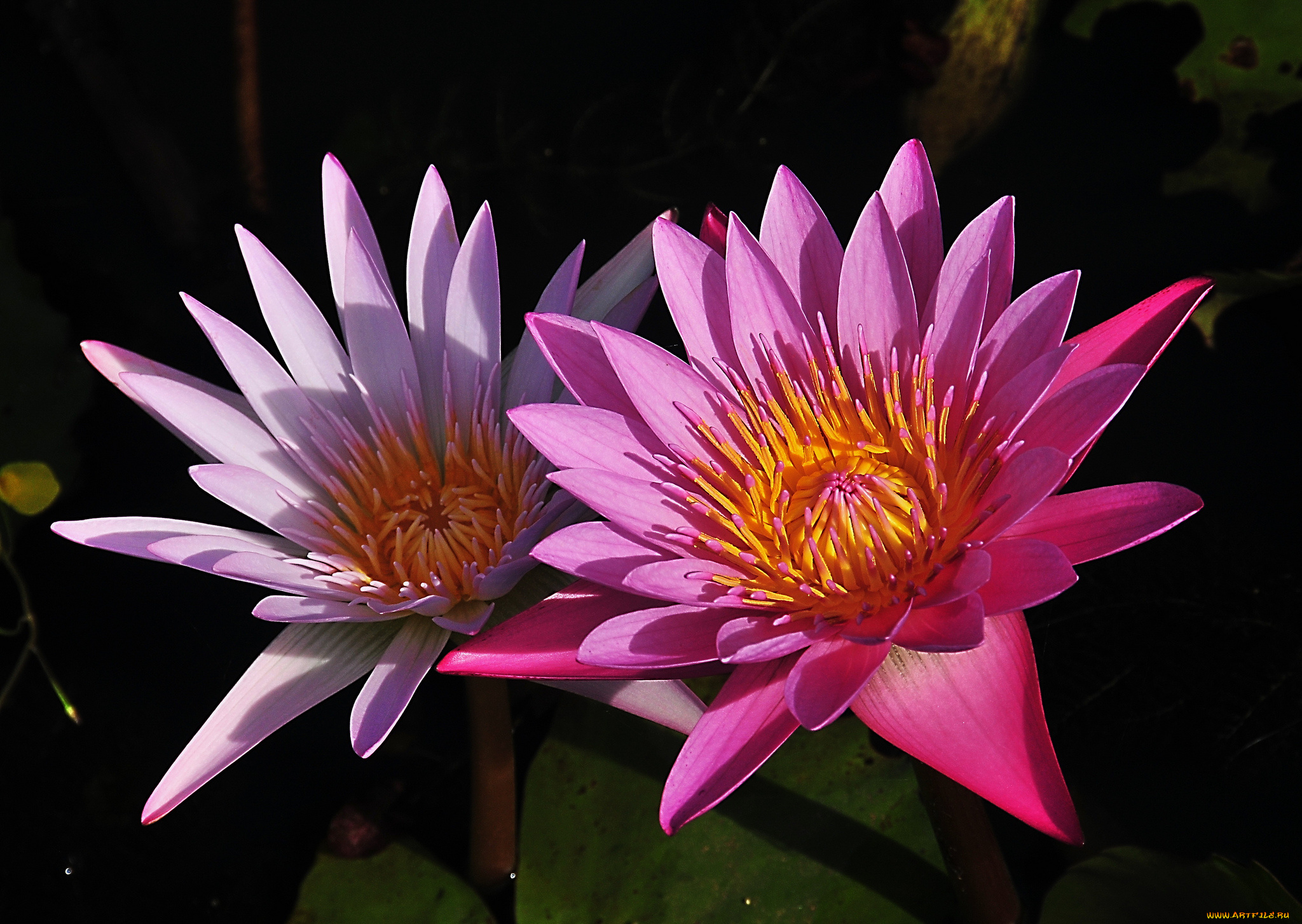 цветы, лилии, водяные, , нимфеи, , кувшинки, листья, лилии