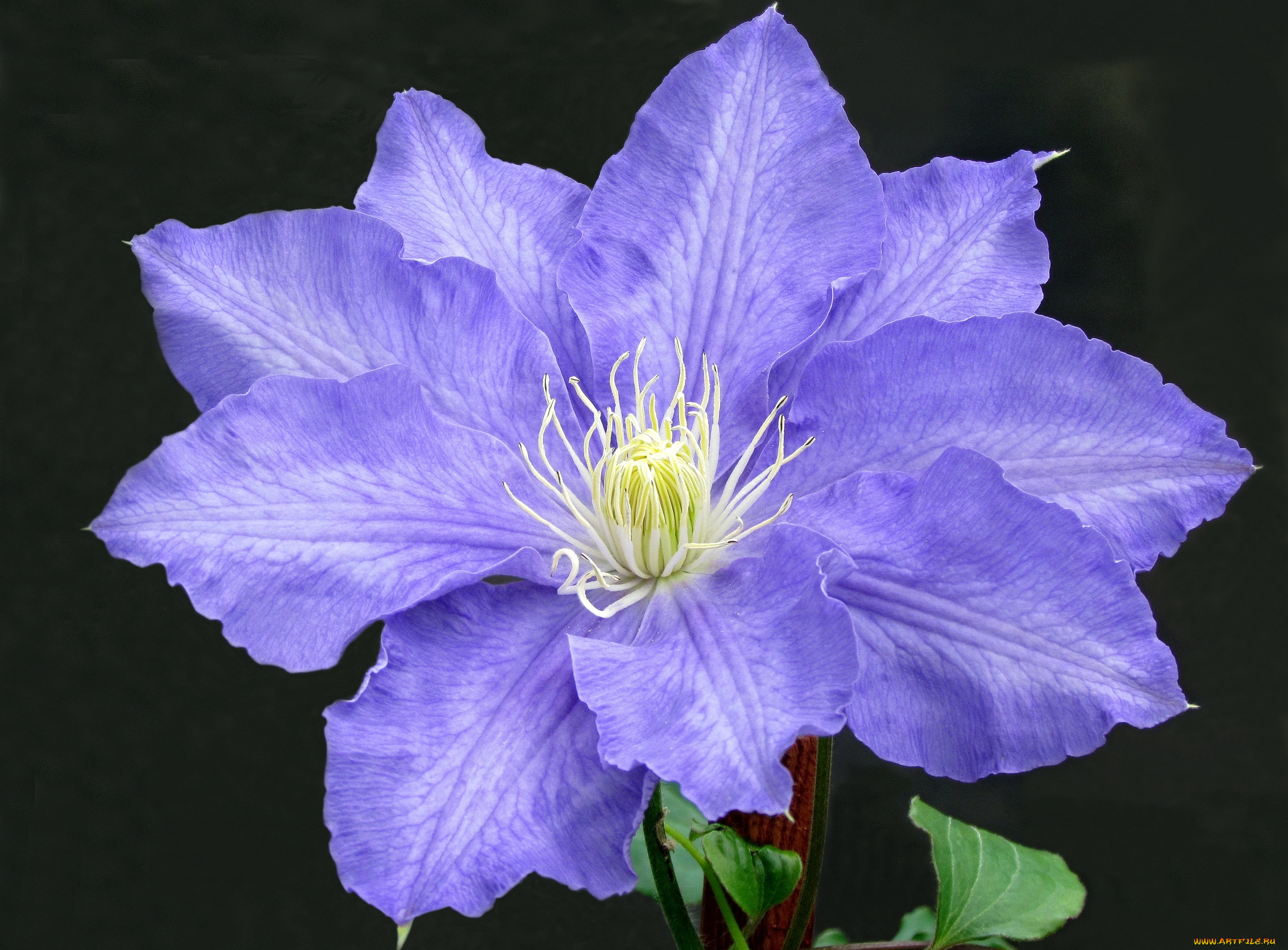 цветы, клематис, , ломонос, сиреневый