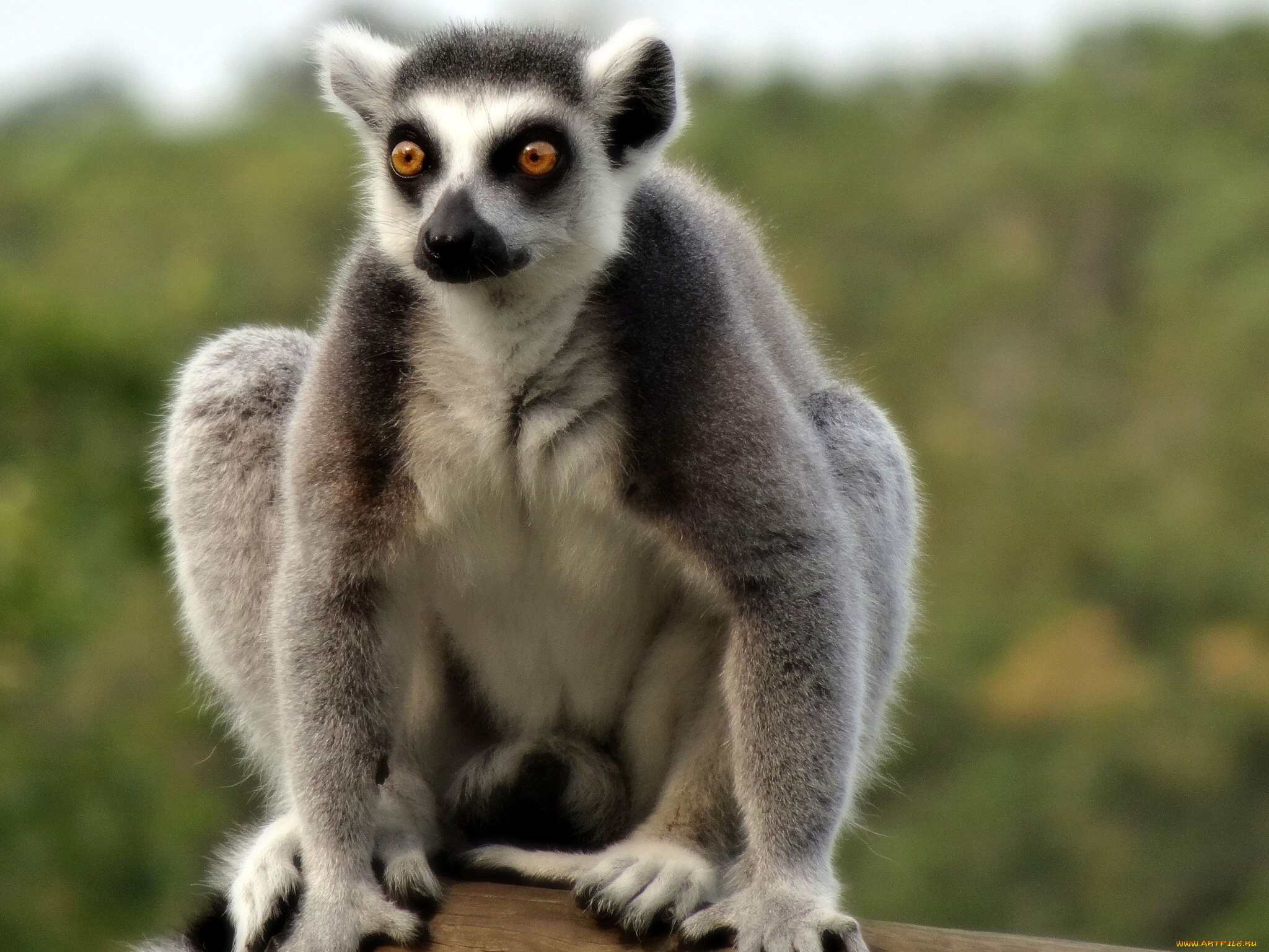 животные, лемуры, катта, кольцехвостый, лемур, кошачий