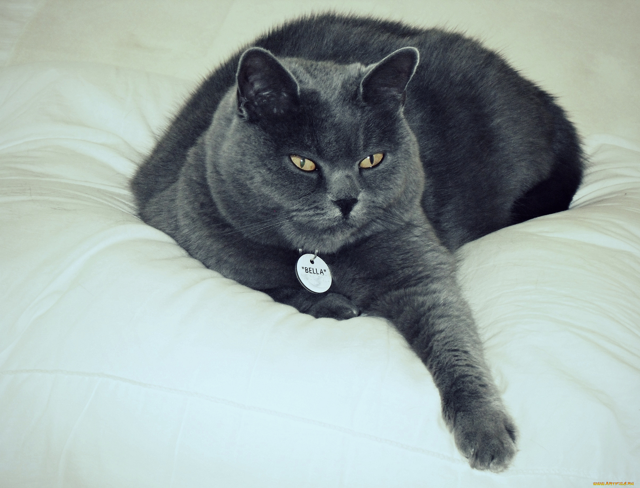 bella, животные, коты, благодушие, ошейник, кошара, кровать