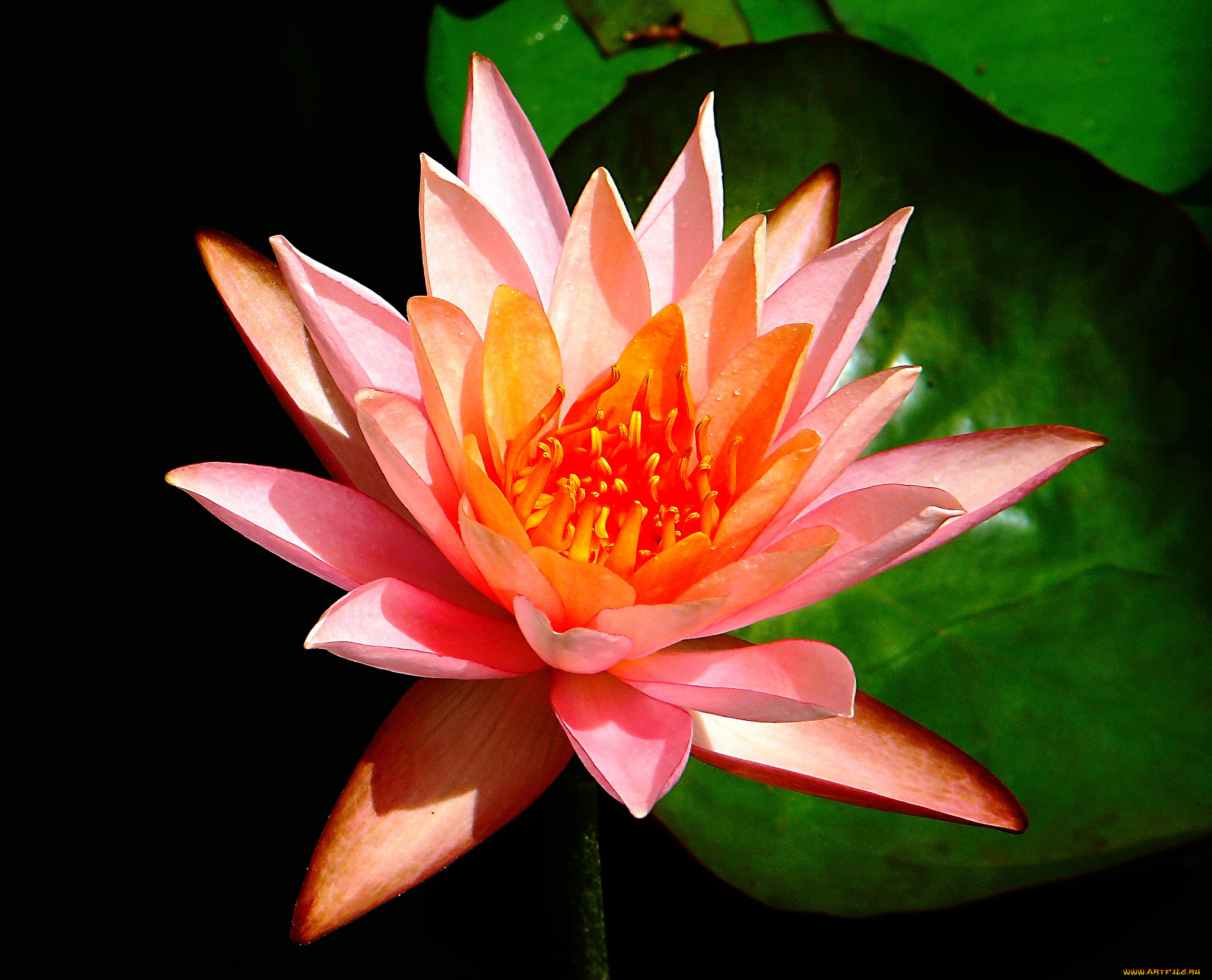 цветы, лилии, водяные, , нимфеи, , кувшинки, листья, лилия, водоем