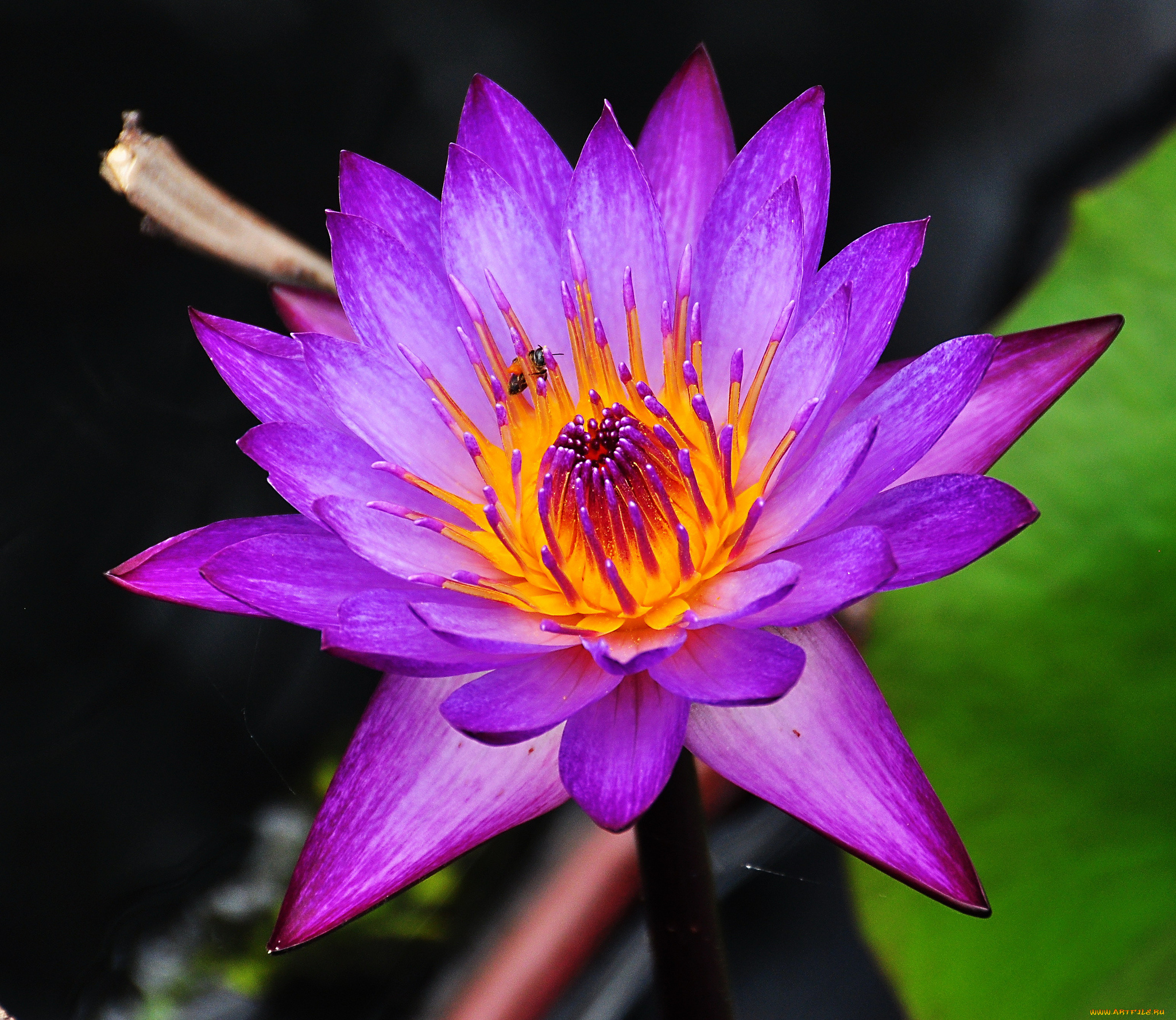 цветы, лилии, водяные, , нимфеи, , кувшинки, лепестки, цветок