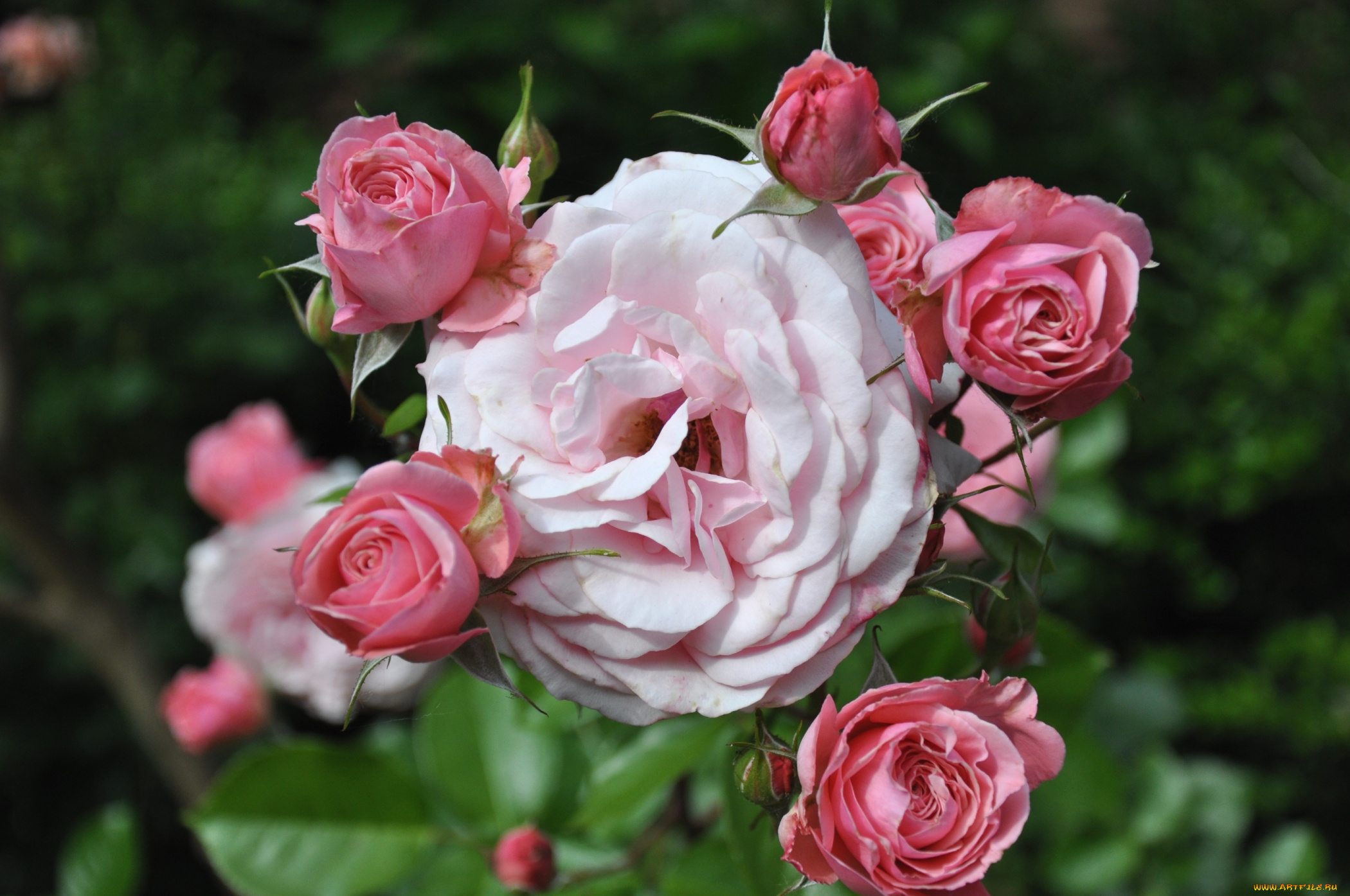 цветы, розы, розовый