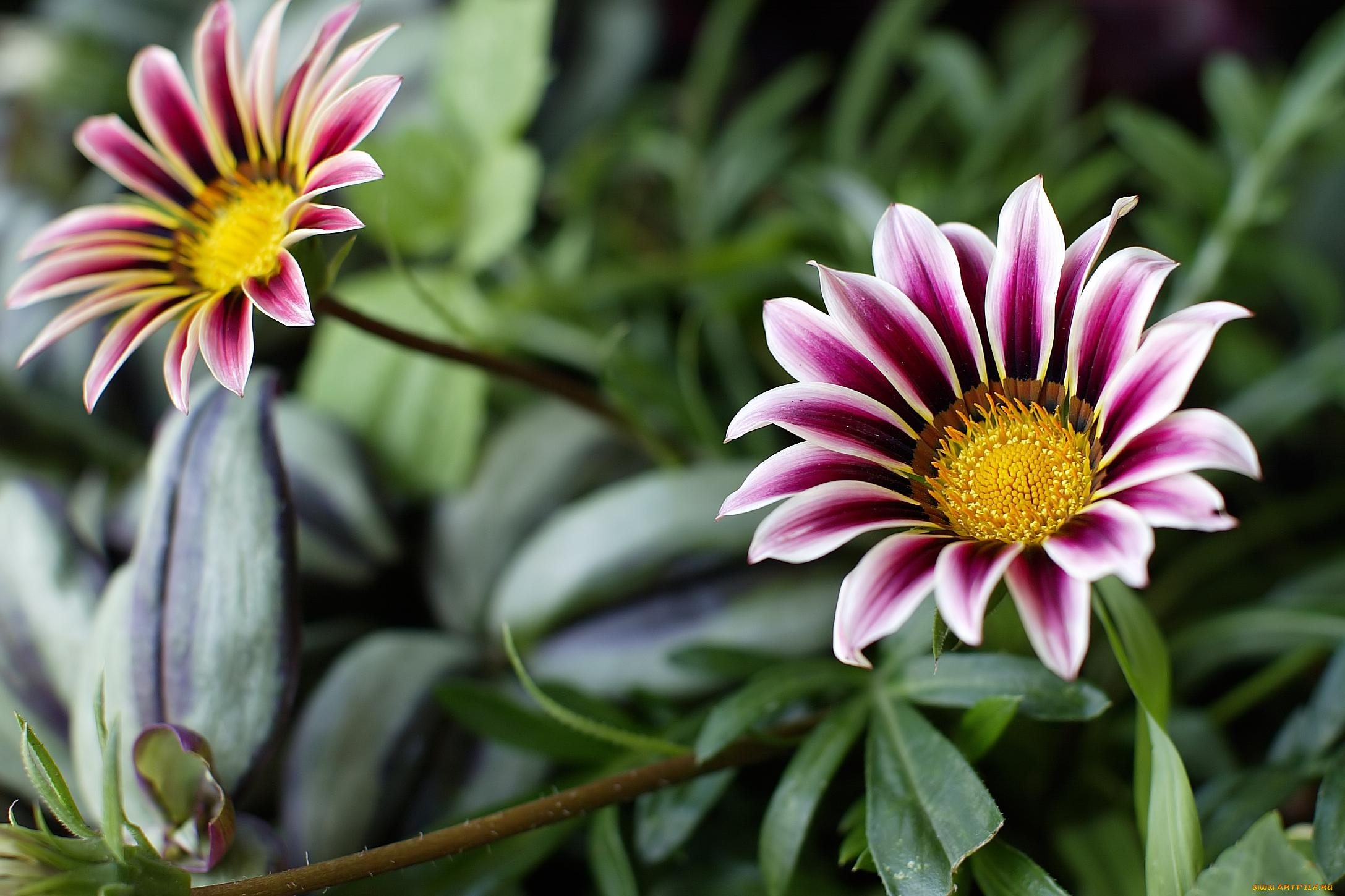 цветы, газания, зелень, полосатые, розовые