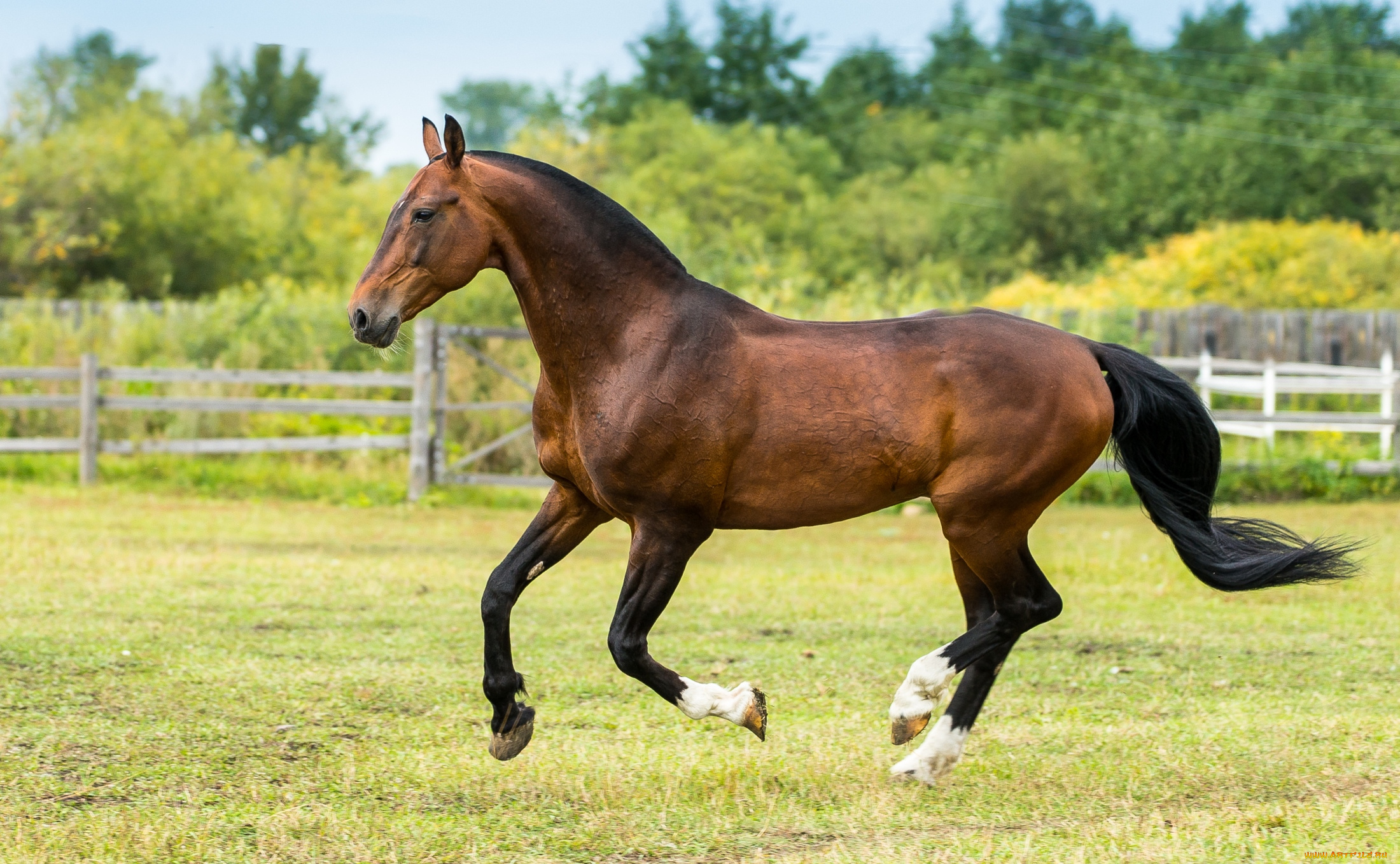 животные, лошади, гнедой