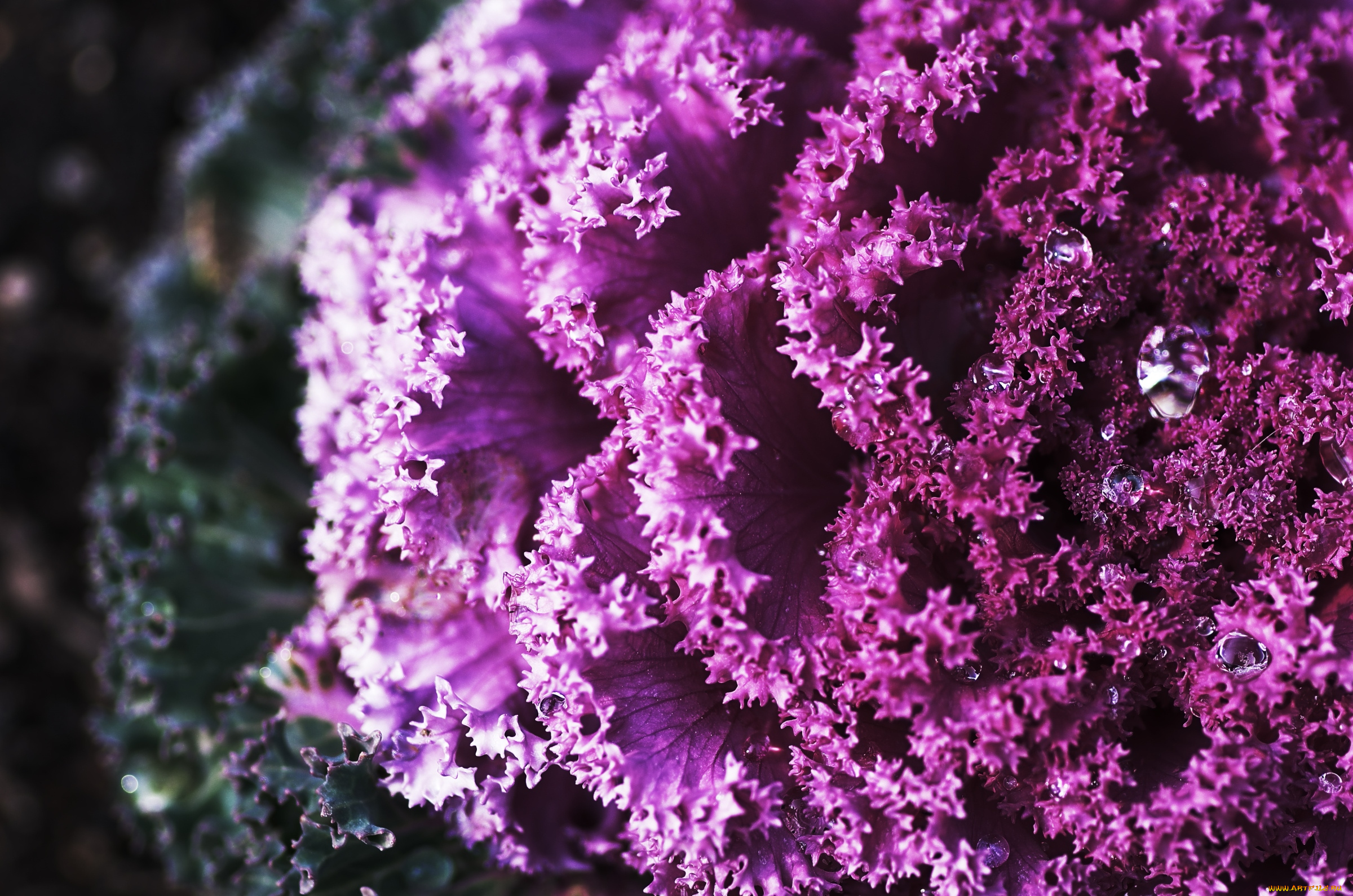 цветы, декоративная, капуста, макро