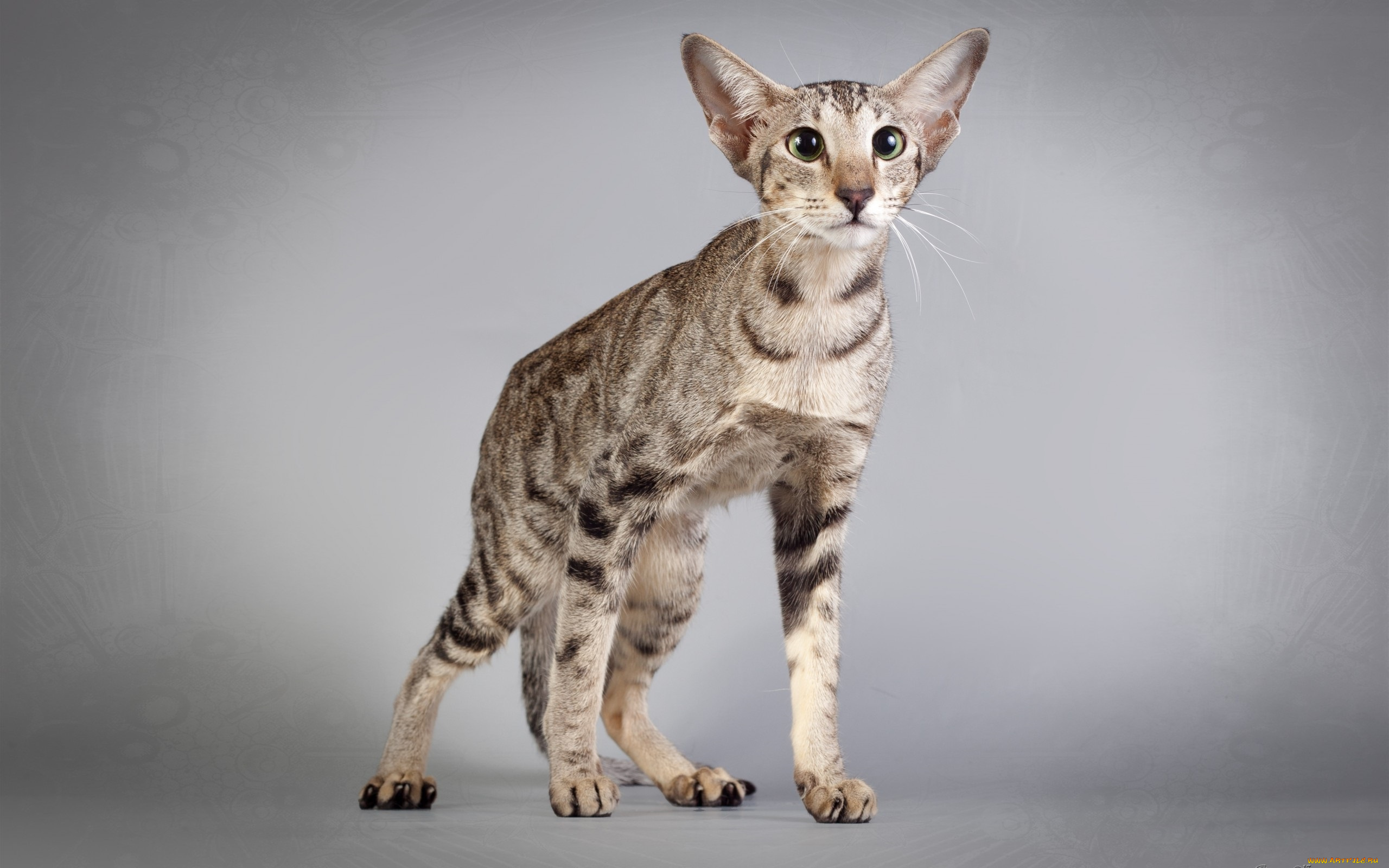 животные, коты, морда