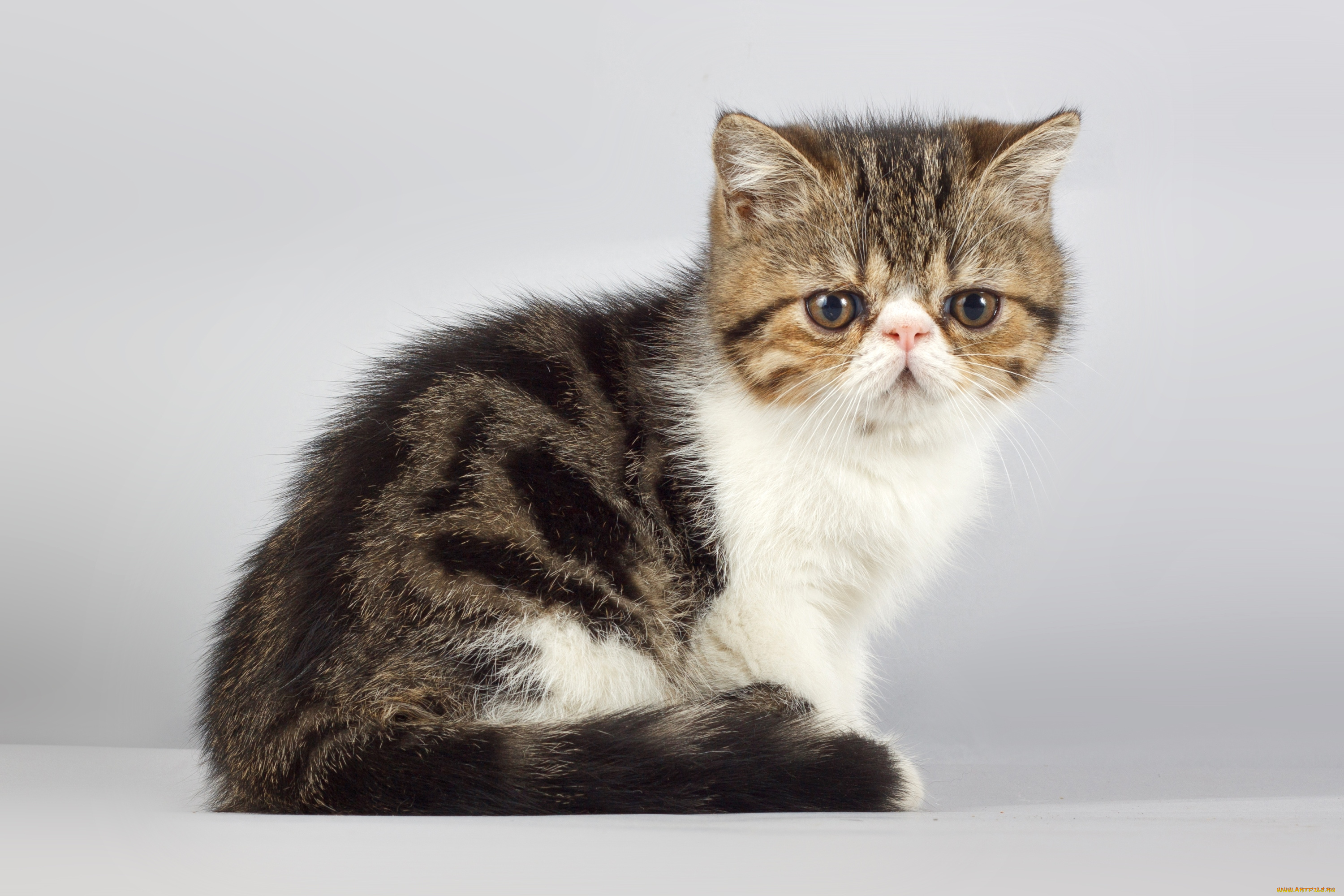 животные, коты, котик