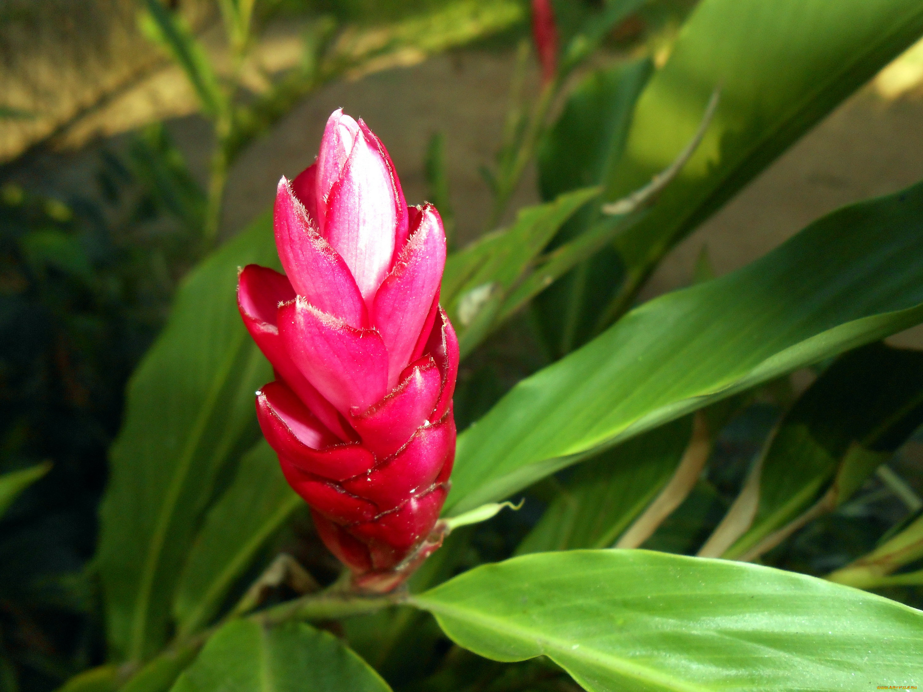 цветы, бутон