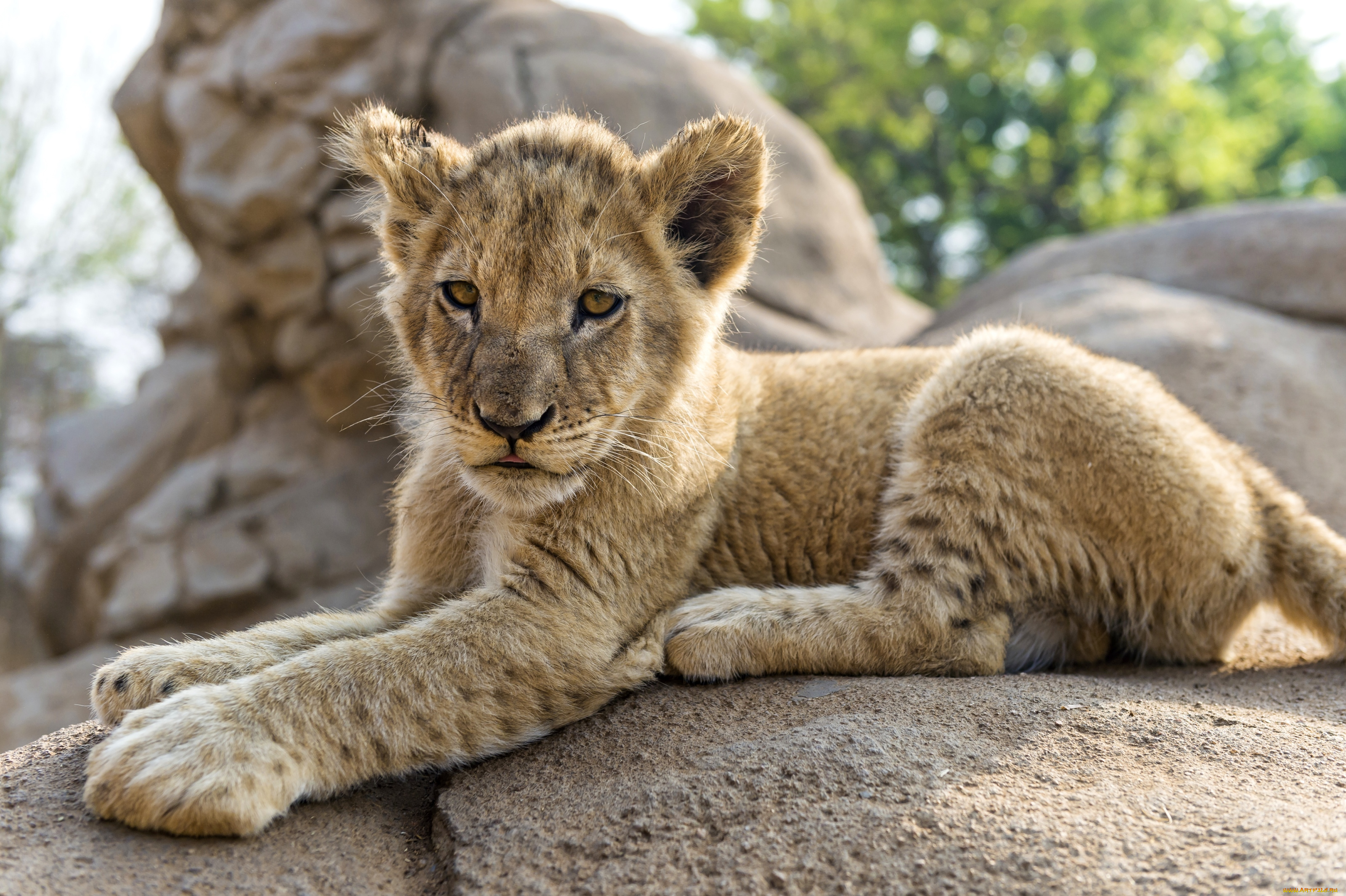 животные, львы, львенок