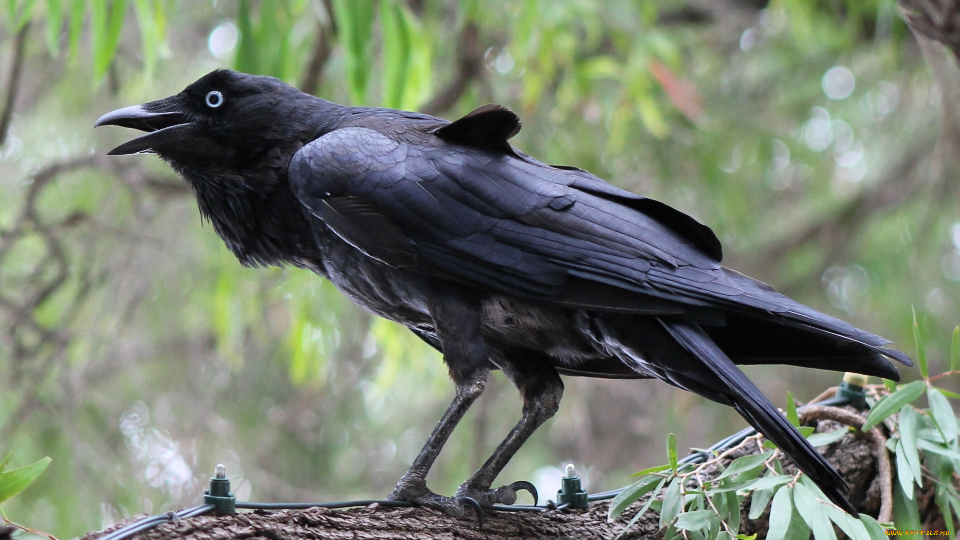 ворон, животные, вороны, , грачи, , галки, чёрный, птица