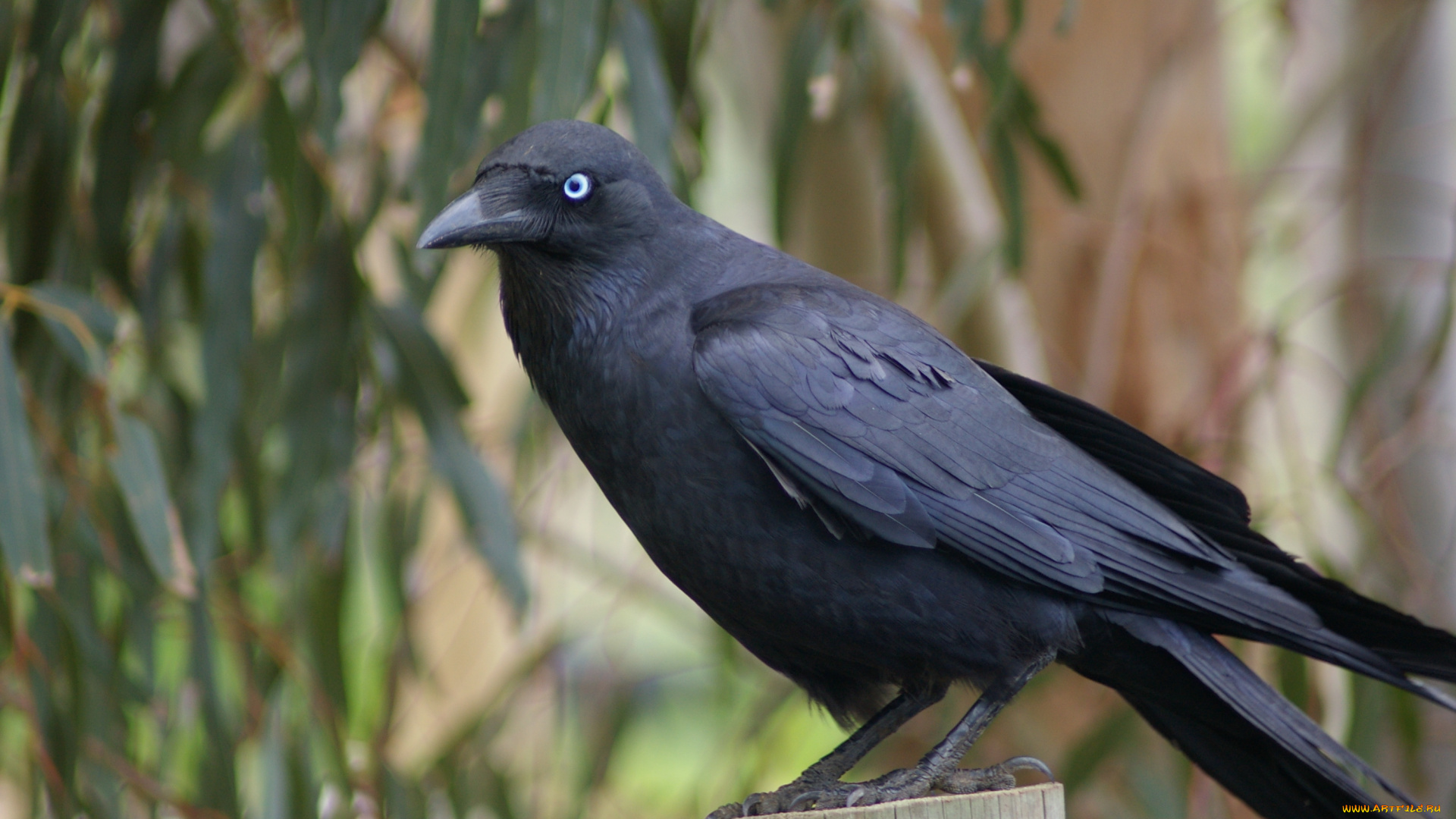 ворон, животные, вороны, , грачи, , галки, чёрный, птица