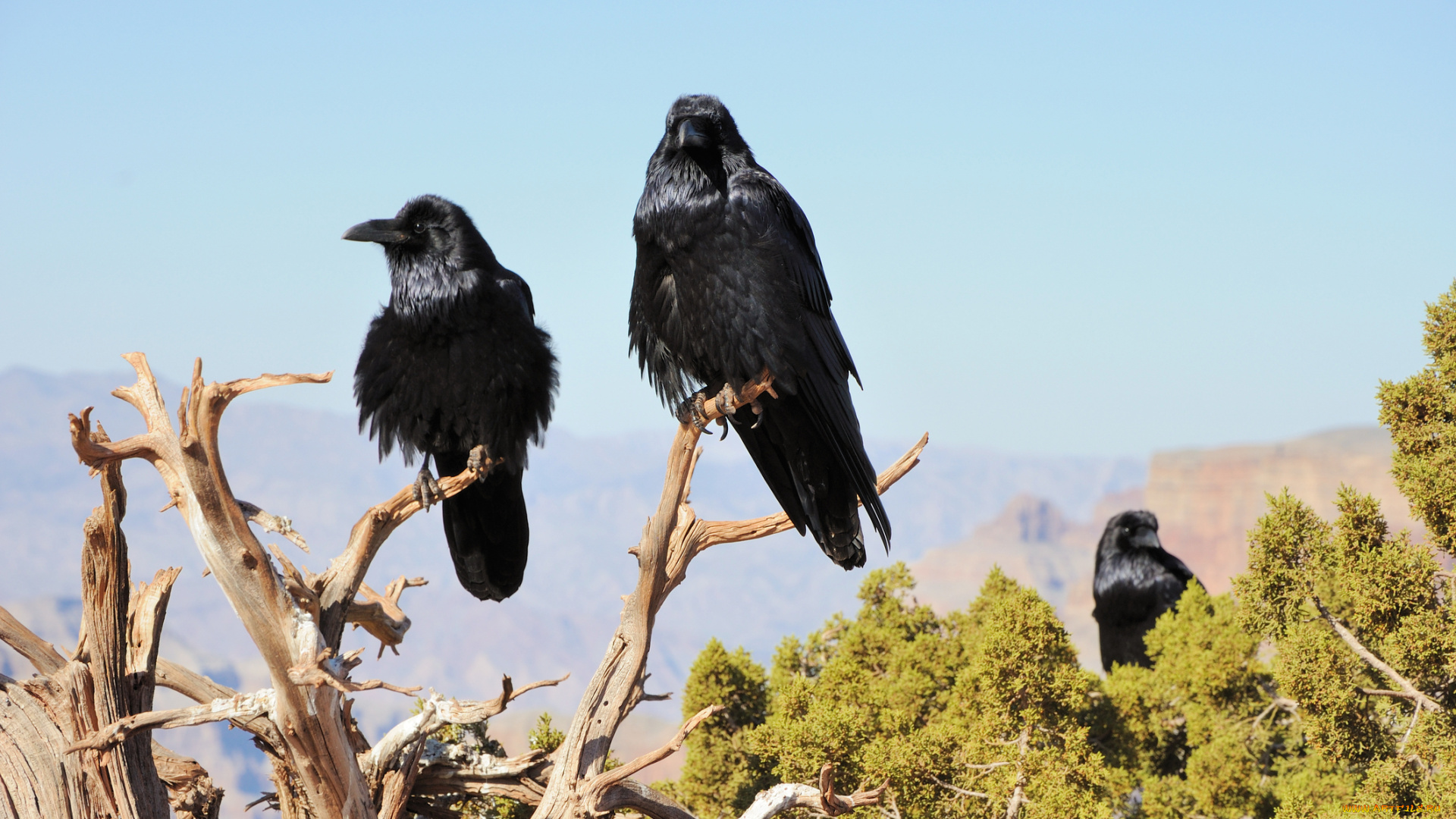 вороны, животные, , грачи, , галки, чёрный, птица, ворон