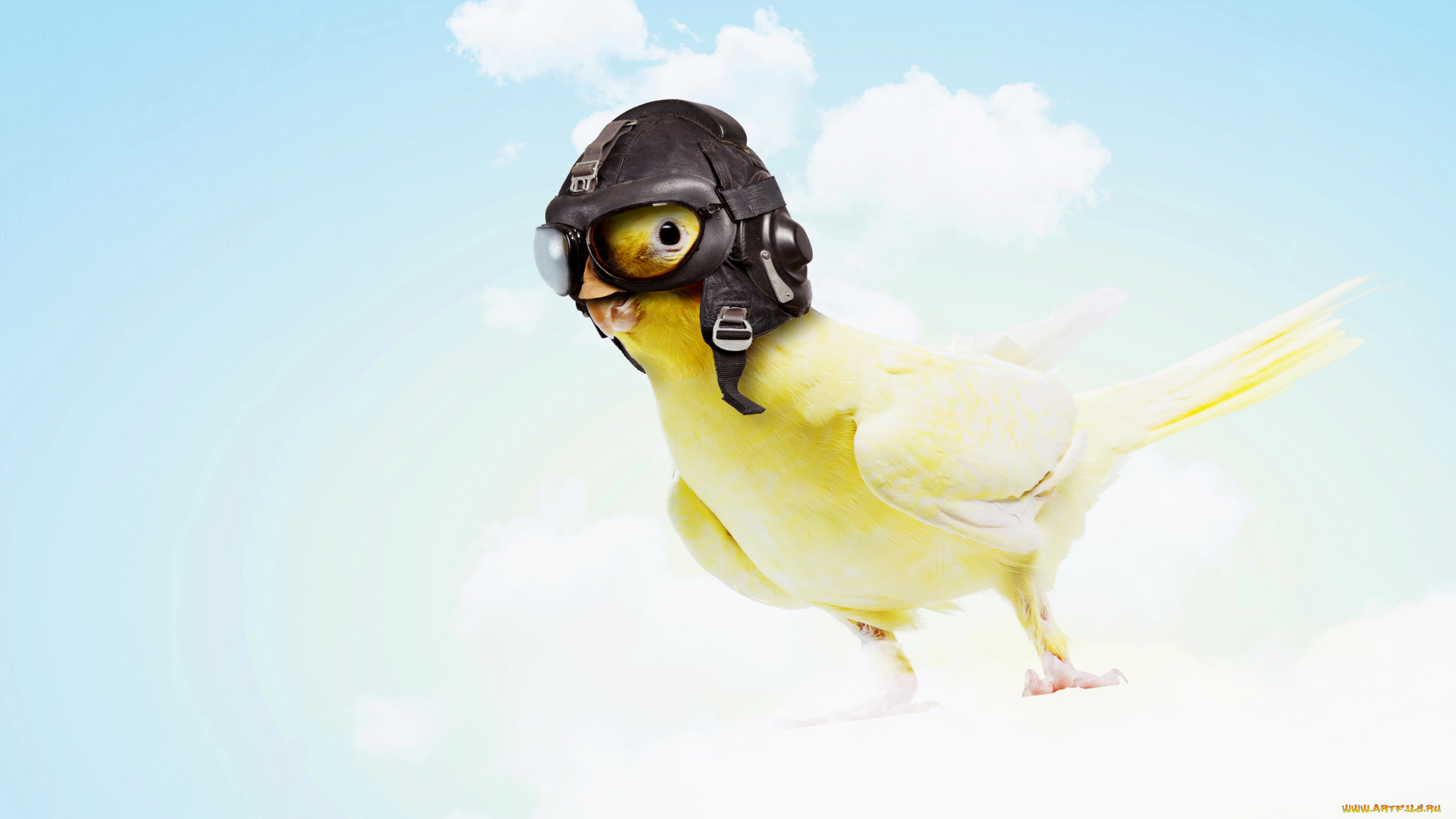 юмор, и, приколы, шлем, цыпленок