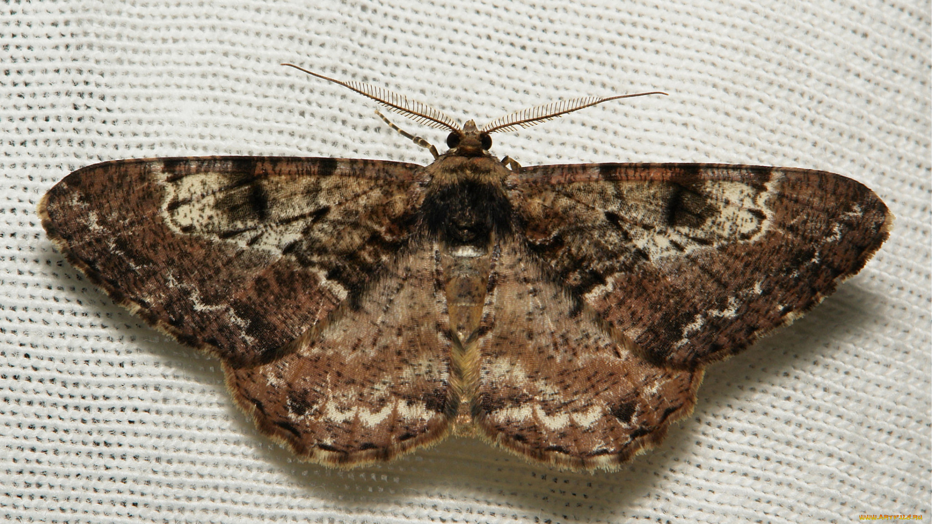 животные, бабочки, , мотыльки, , моли, itchydogimages, вязанное, полотно, макро, моль, крылья, усики, узор