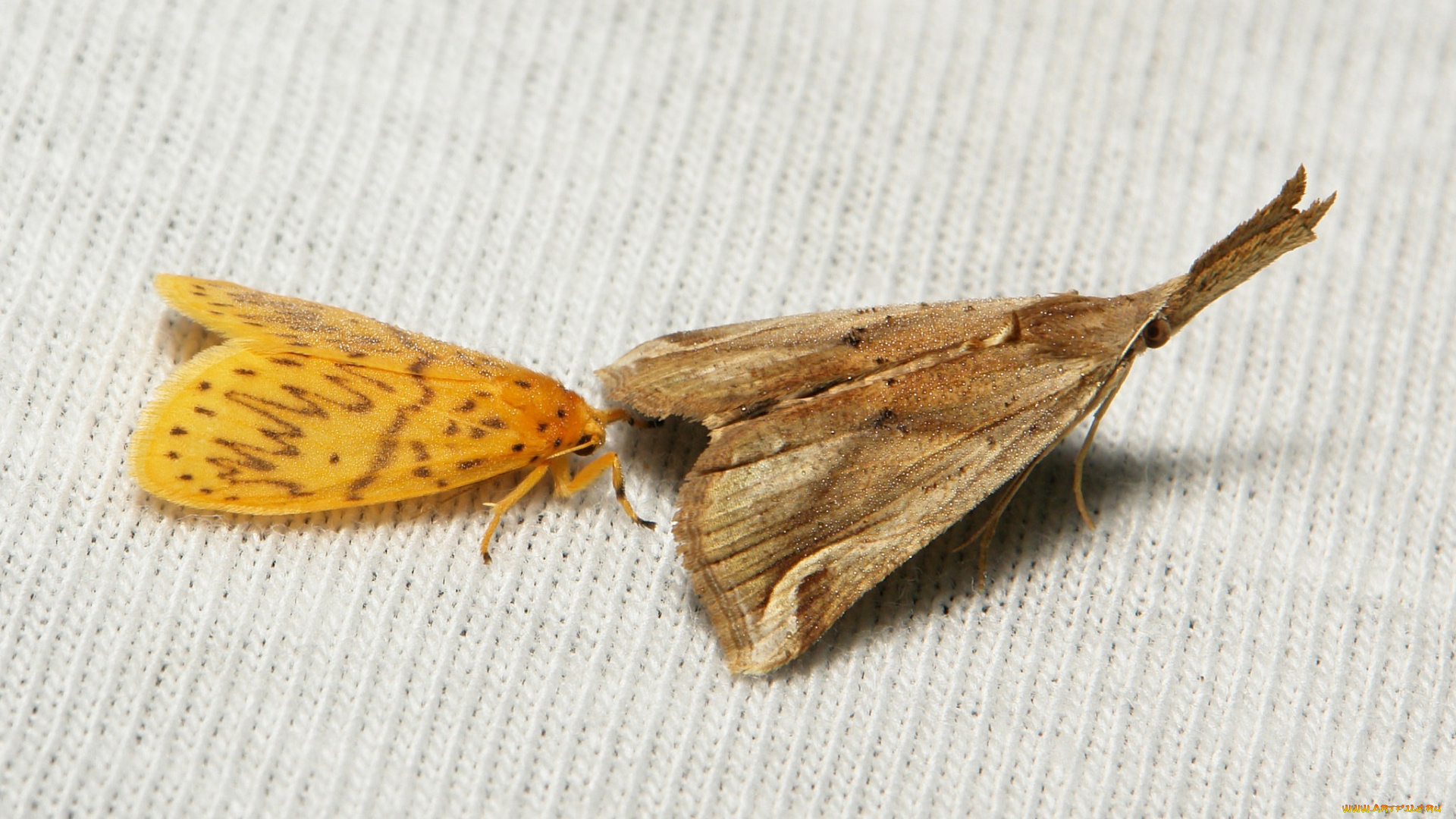 животные, бабочки, , мотыльки, , моли, itchydogimages, макро, насекомые, моли